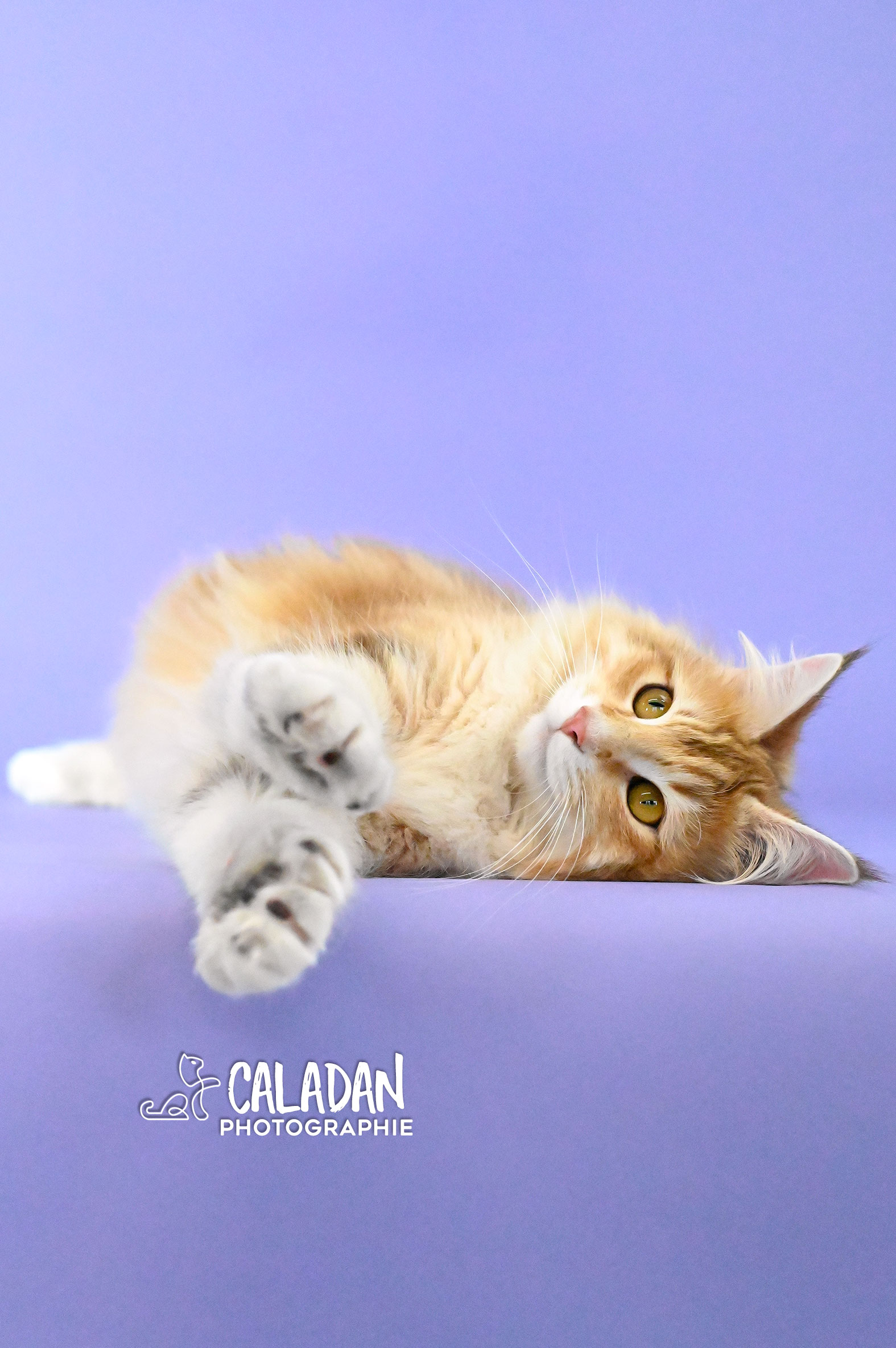 caladan norvégien chat des forets norvégiennes ambre