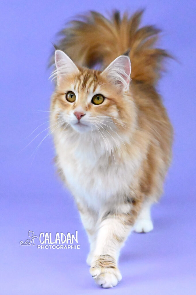 chat des forets norvégiennes caladan norvégien ambre