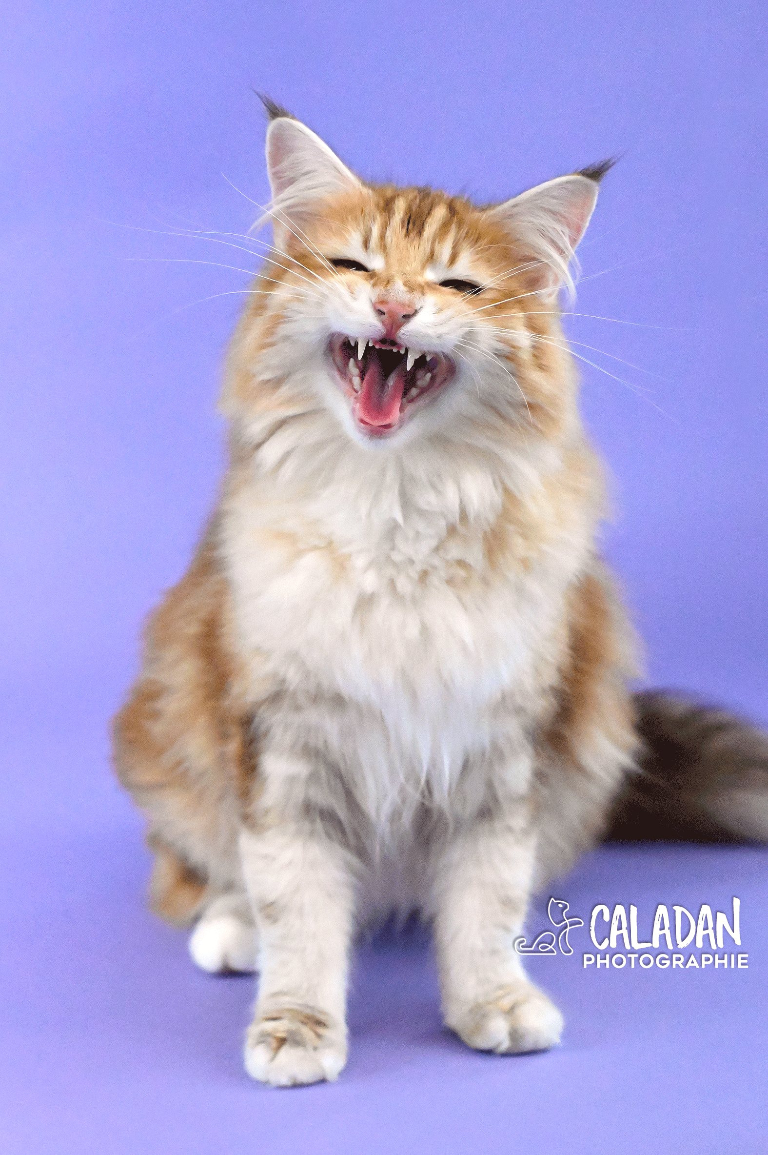 chat des forets norvégiennes caladan norvégien ambre