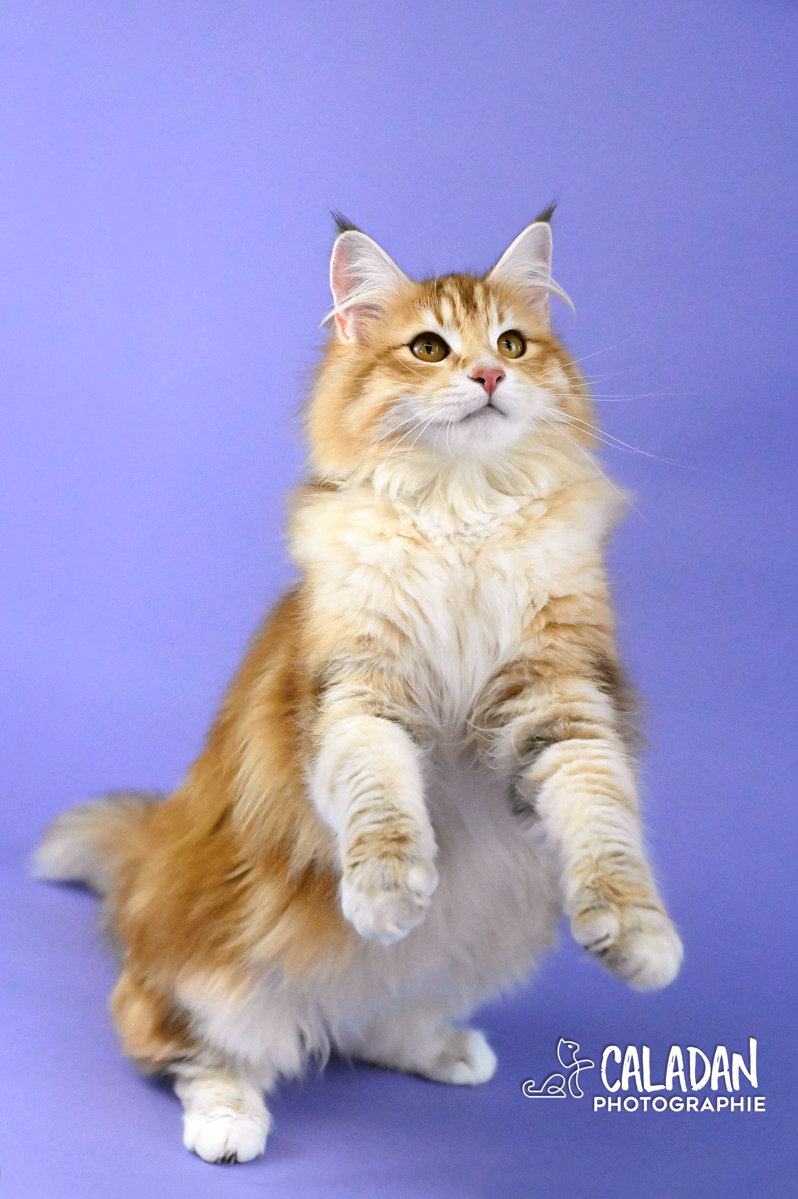 caladan norvégien chat des forets norvégiennes ambre