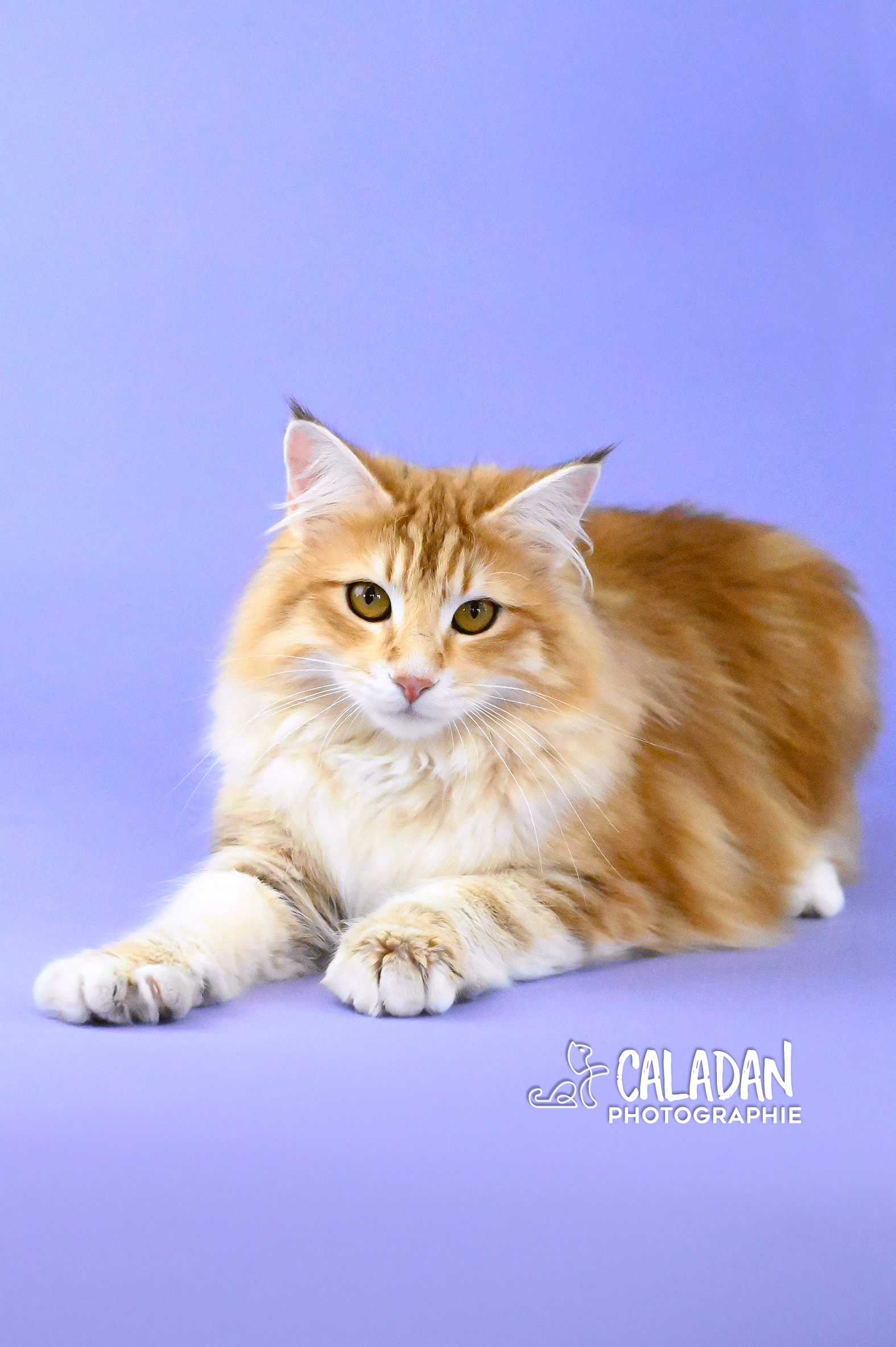 chat des forets norvégiennes caladan norvégien ambre