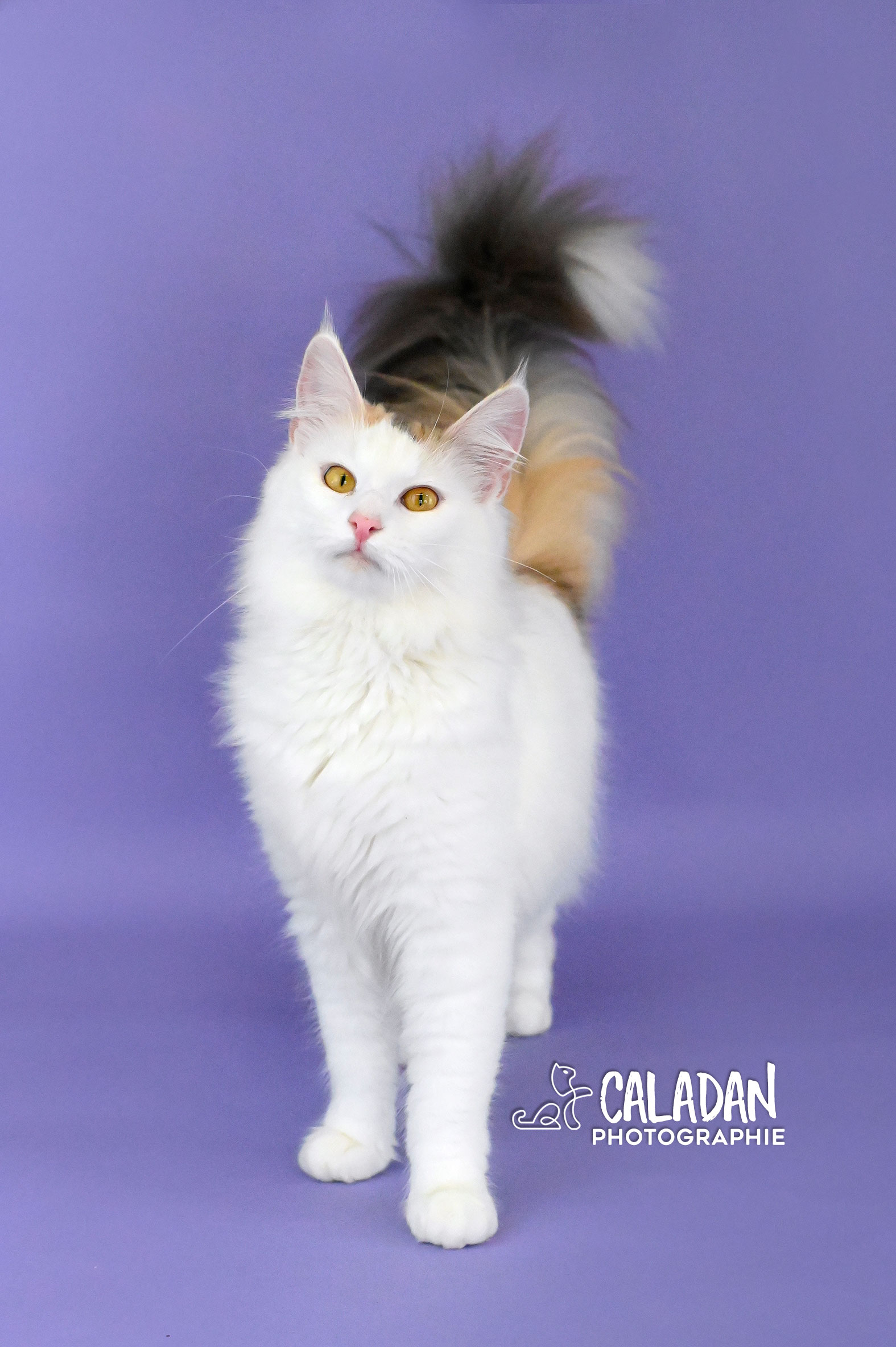 chat norvégien caladan femelle tortie van