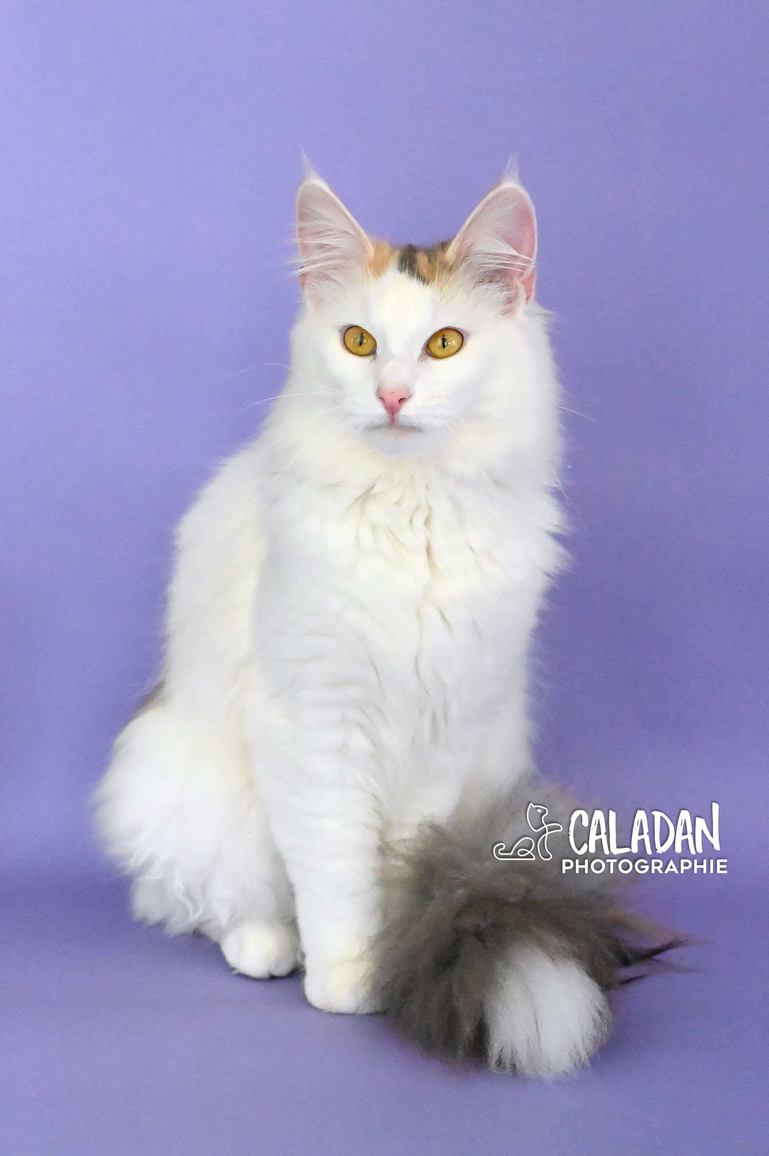 chatterie caladan élevage de chat des forets norvégiennes chatte tortie van