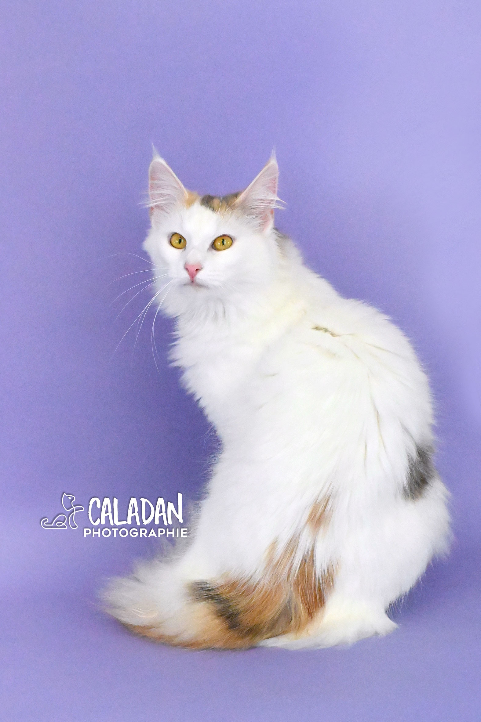 chat norvégien caladan femelle tortie van