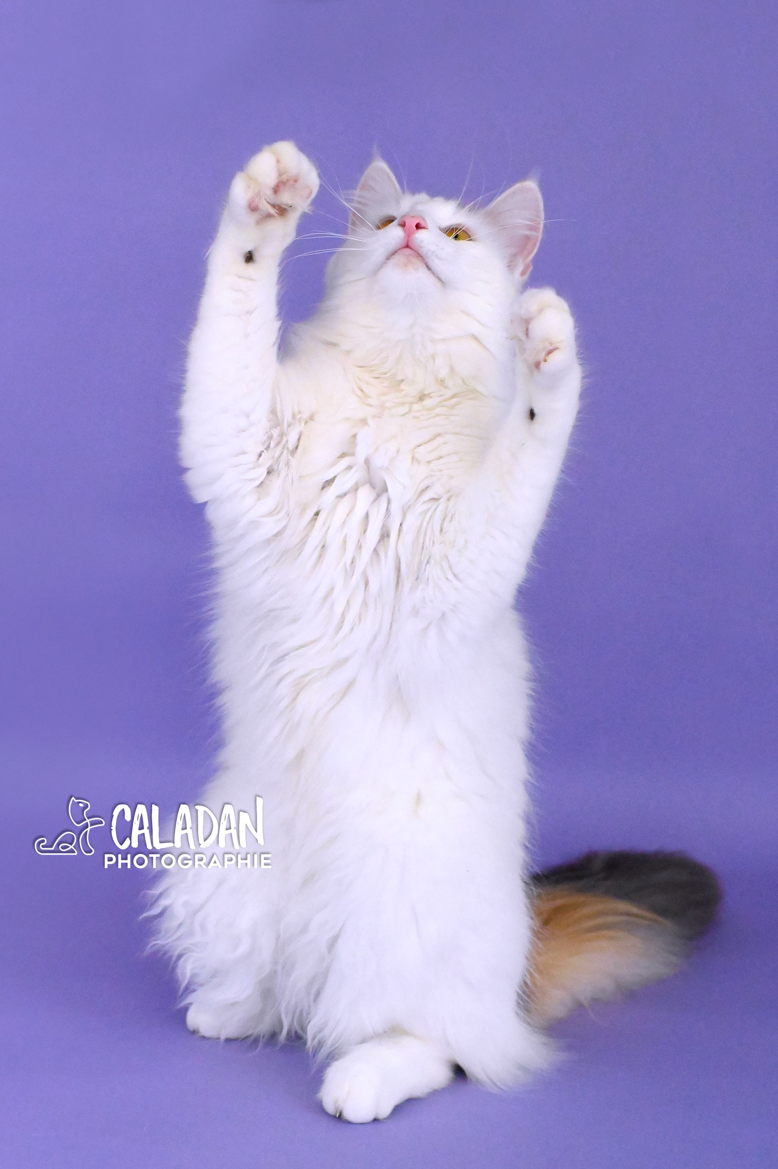 chatterie caladan élevage de chat des forets norvégiennes chatte tortie van