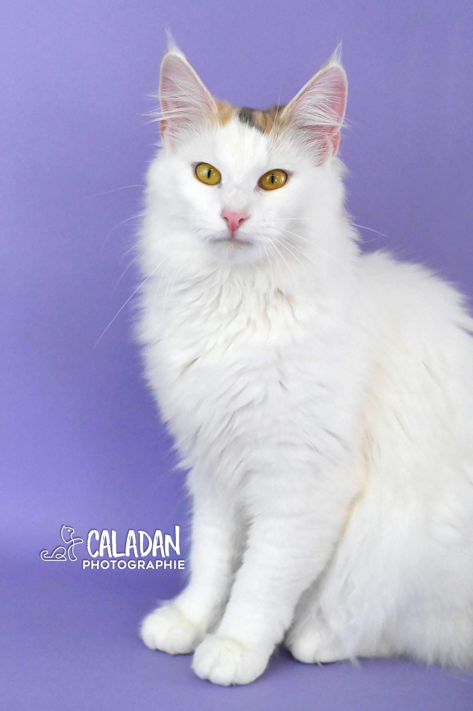 chat norvégien caladan femelle tortie van