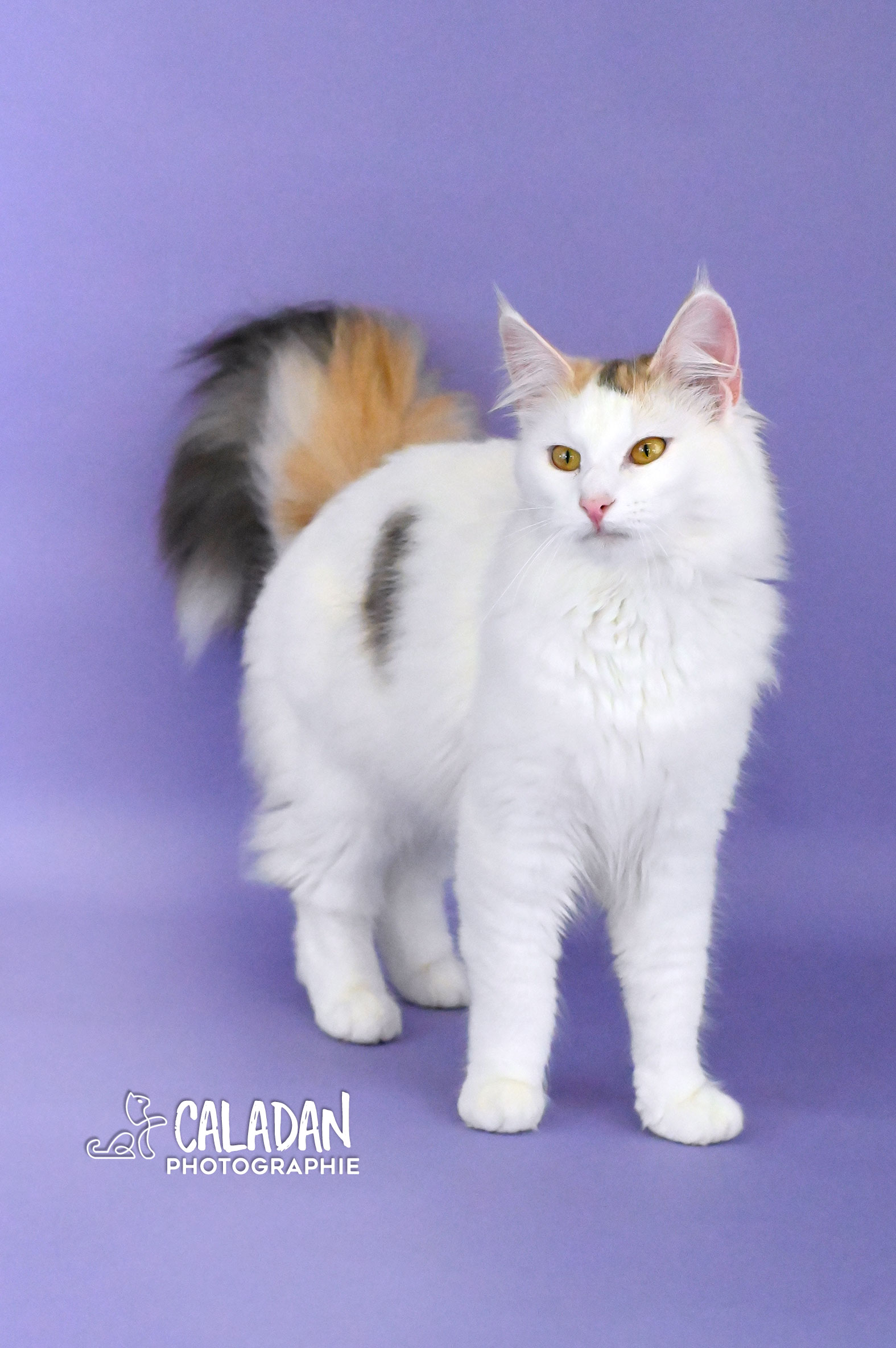 chatterie caladan élevage de chat des forets norvégiennes chatte tortie van