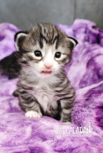 chatons norvégien caladan alban eilir