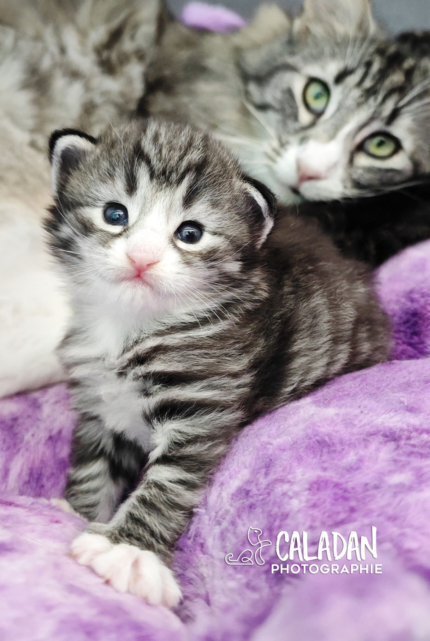 chatons norvégien caladan alban eilir