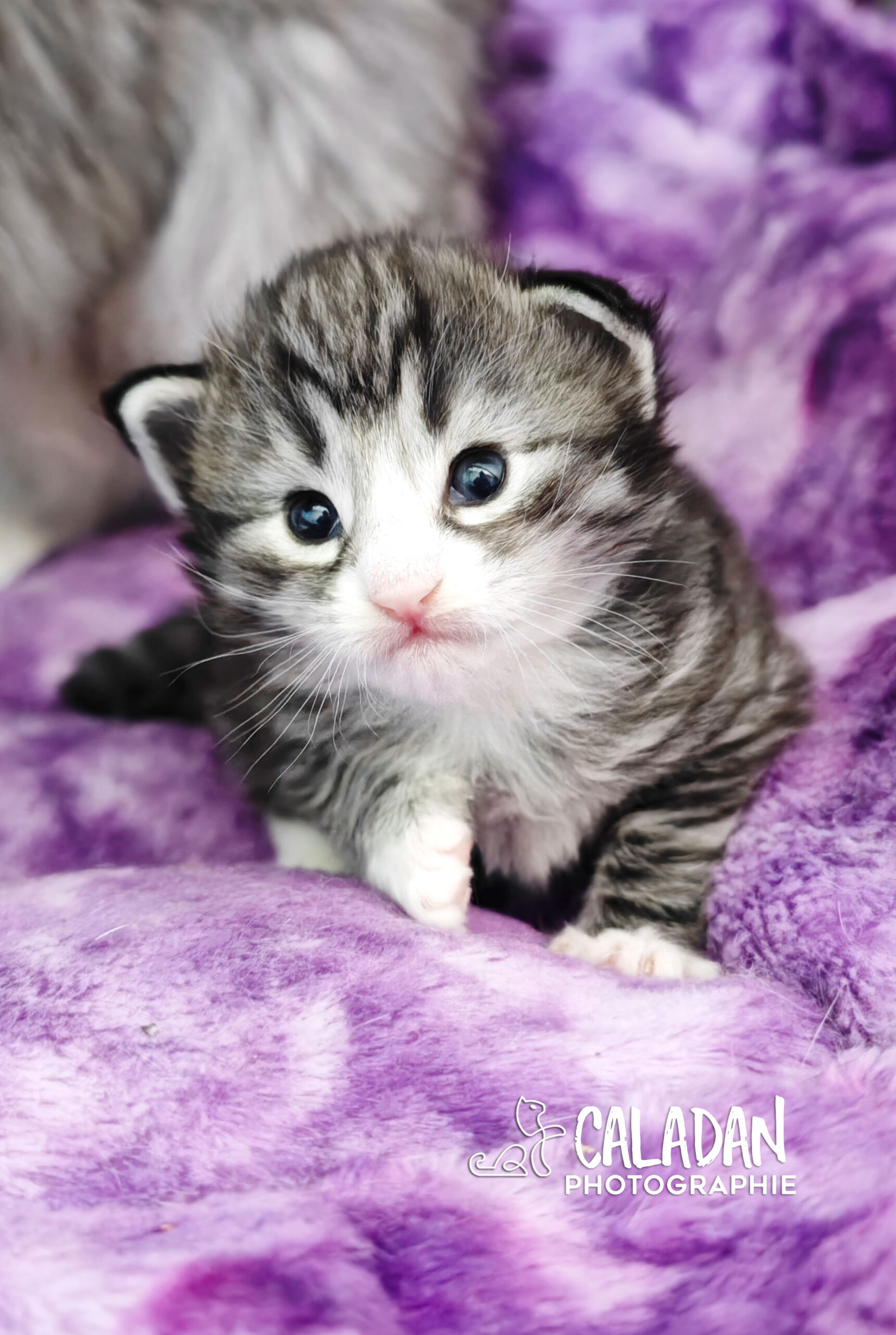 chatons norvégien caladan alban eilir