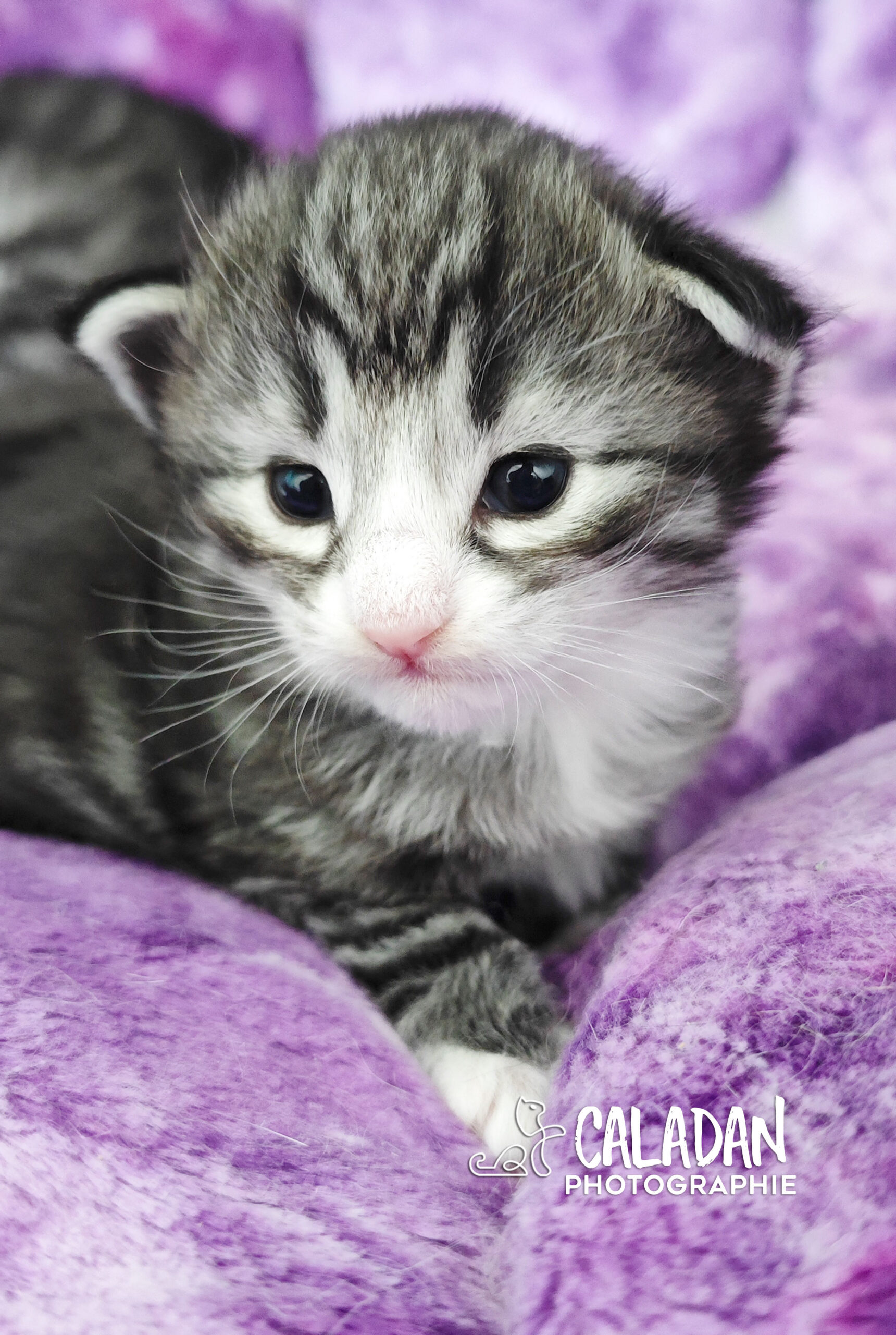 chatons norvégien caladan alban eilir