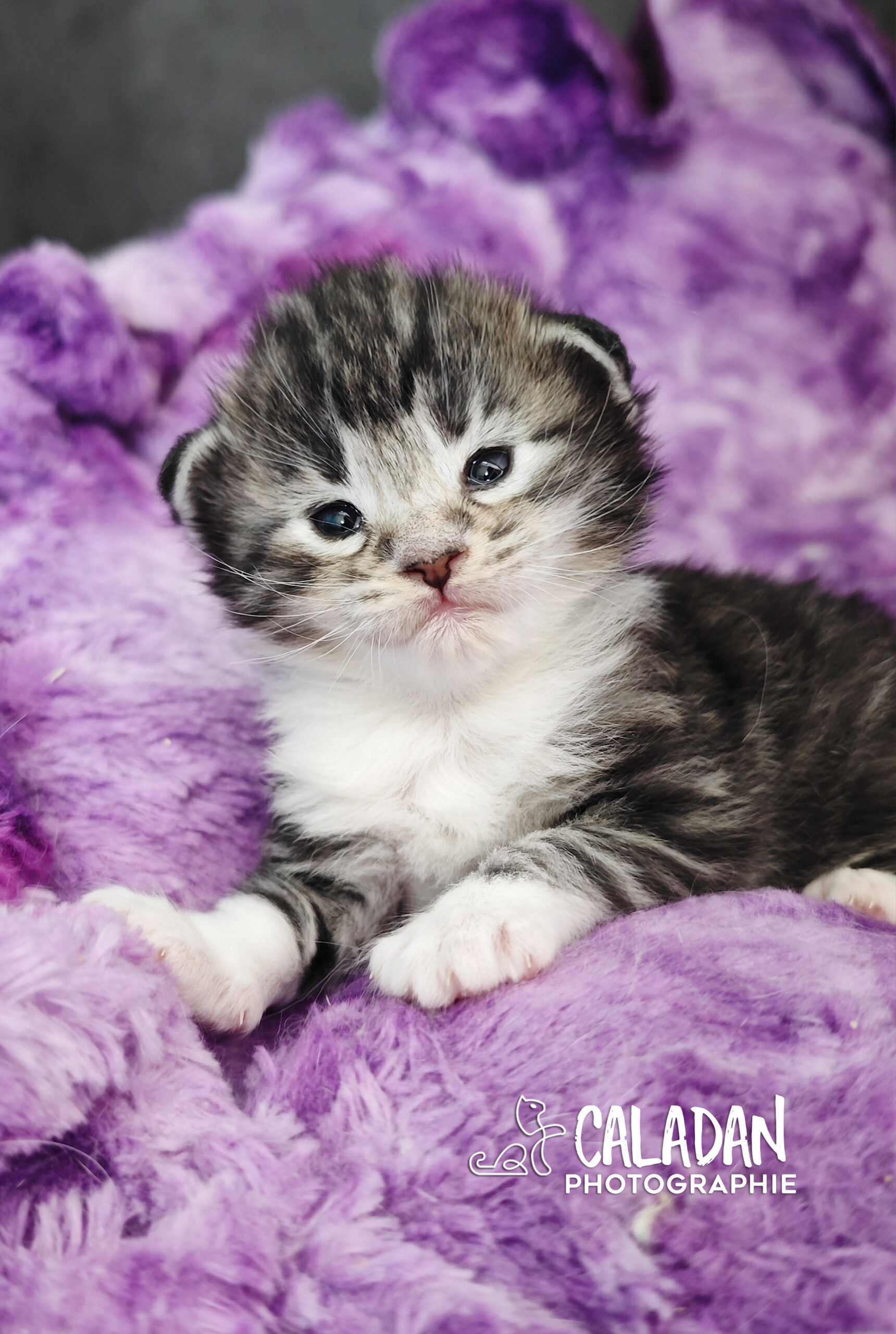 chatons norvégien caladan alban eilir