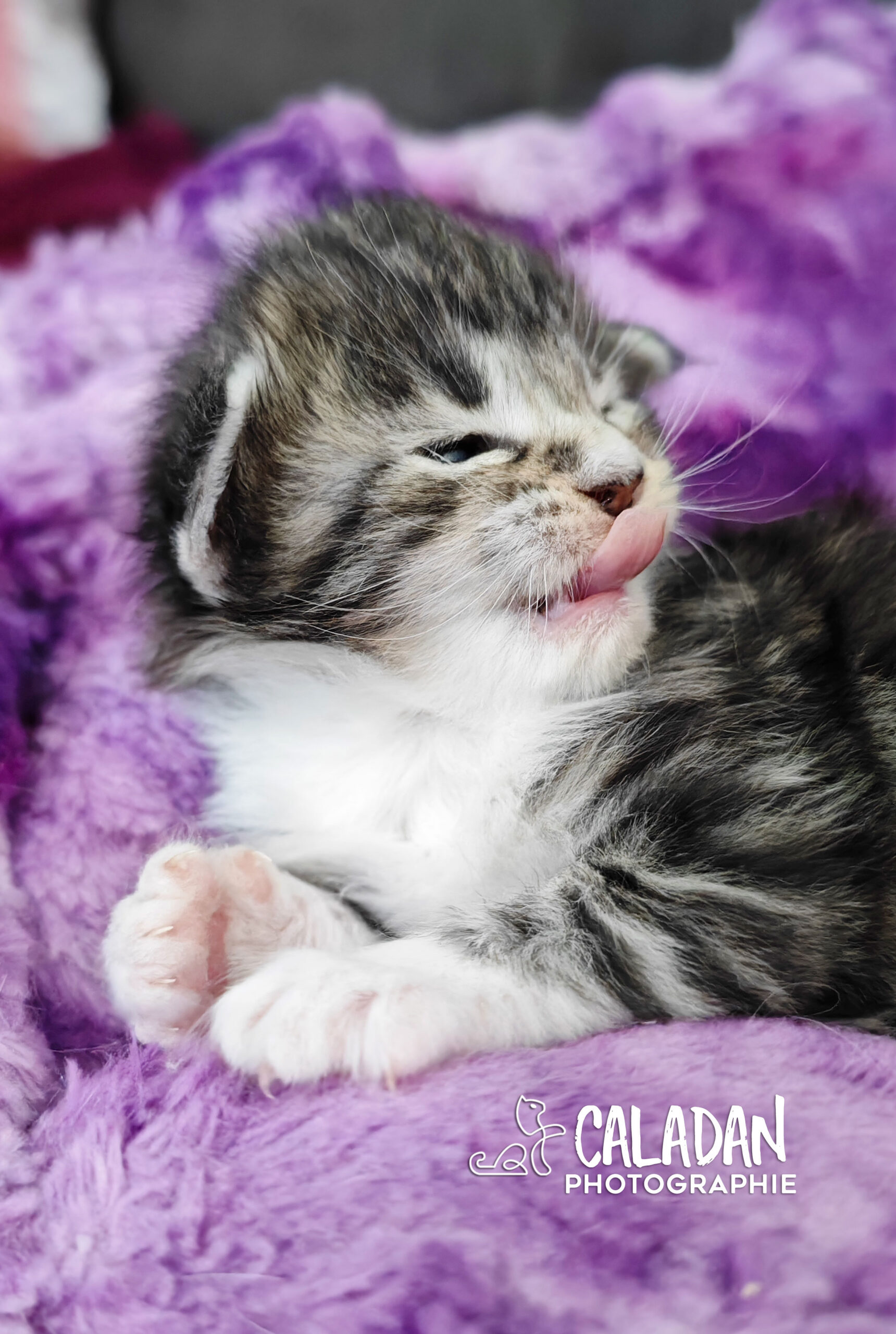 chatons norvégien caladan alban eilir