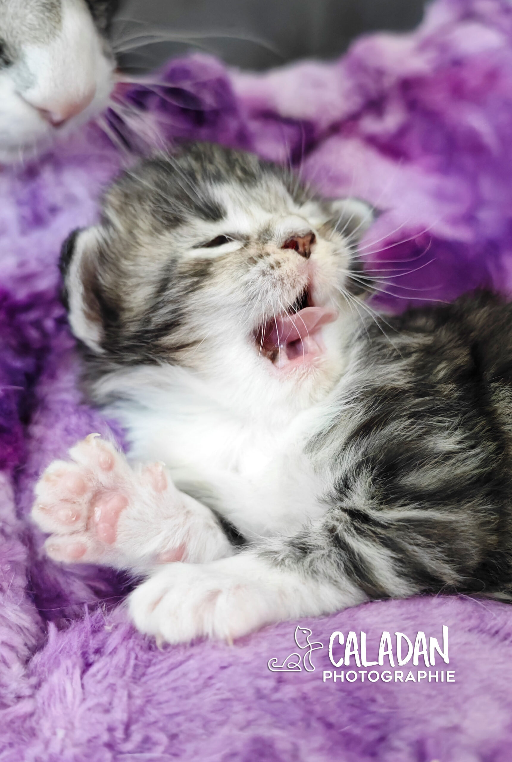 chatons norvégien caladan alban eilir