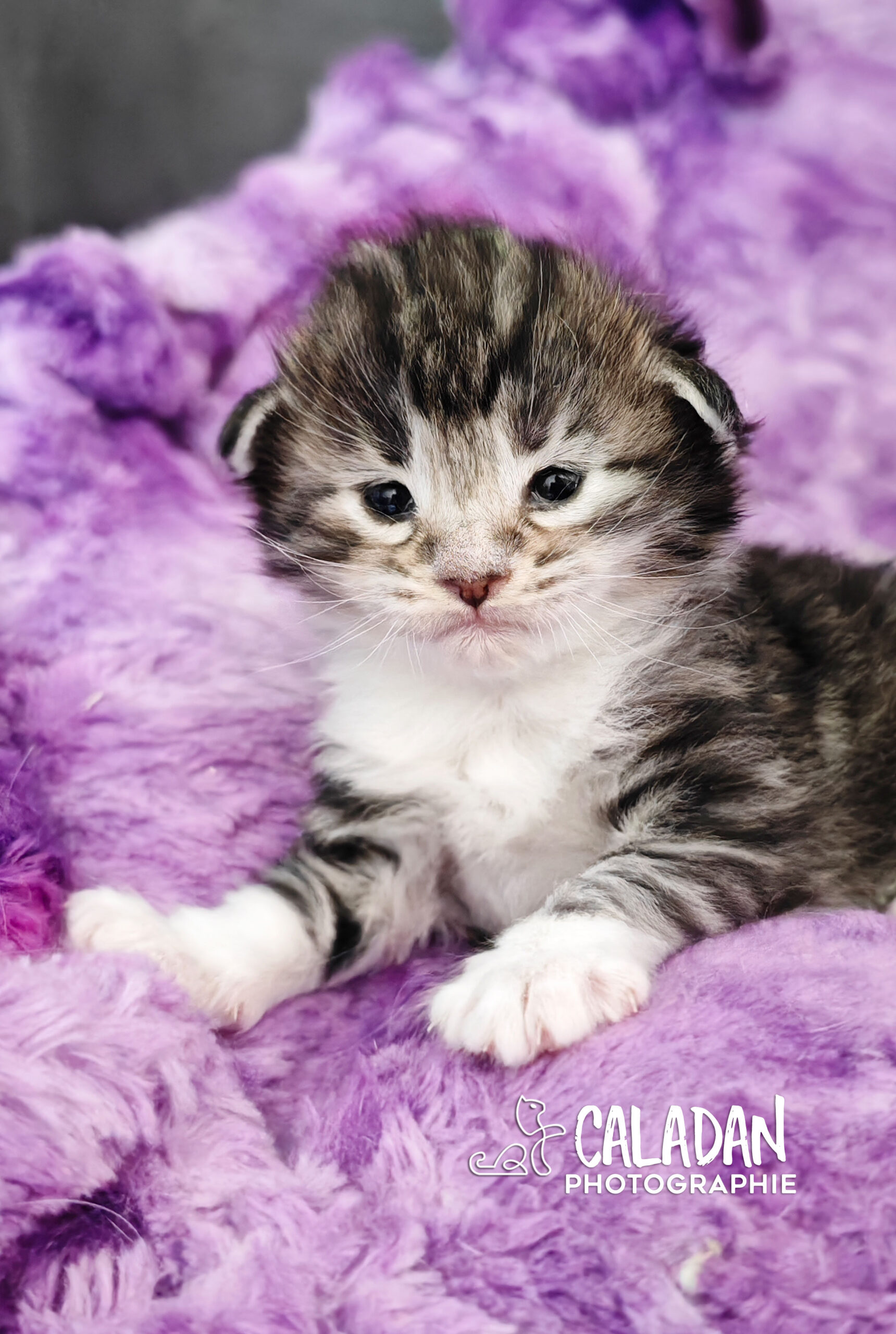 chatons norvégien caladan alban eilir