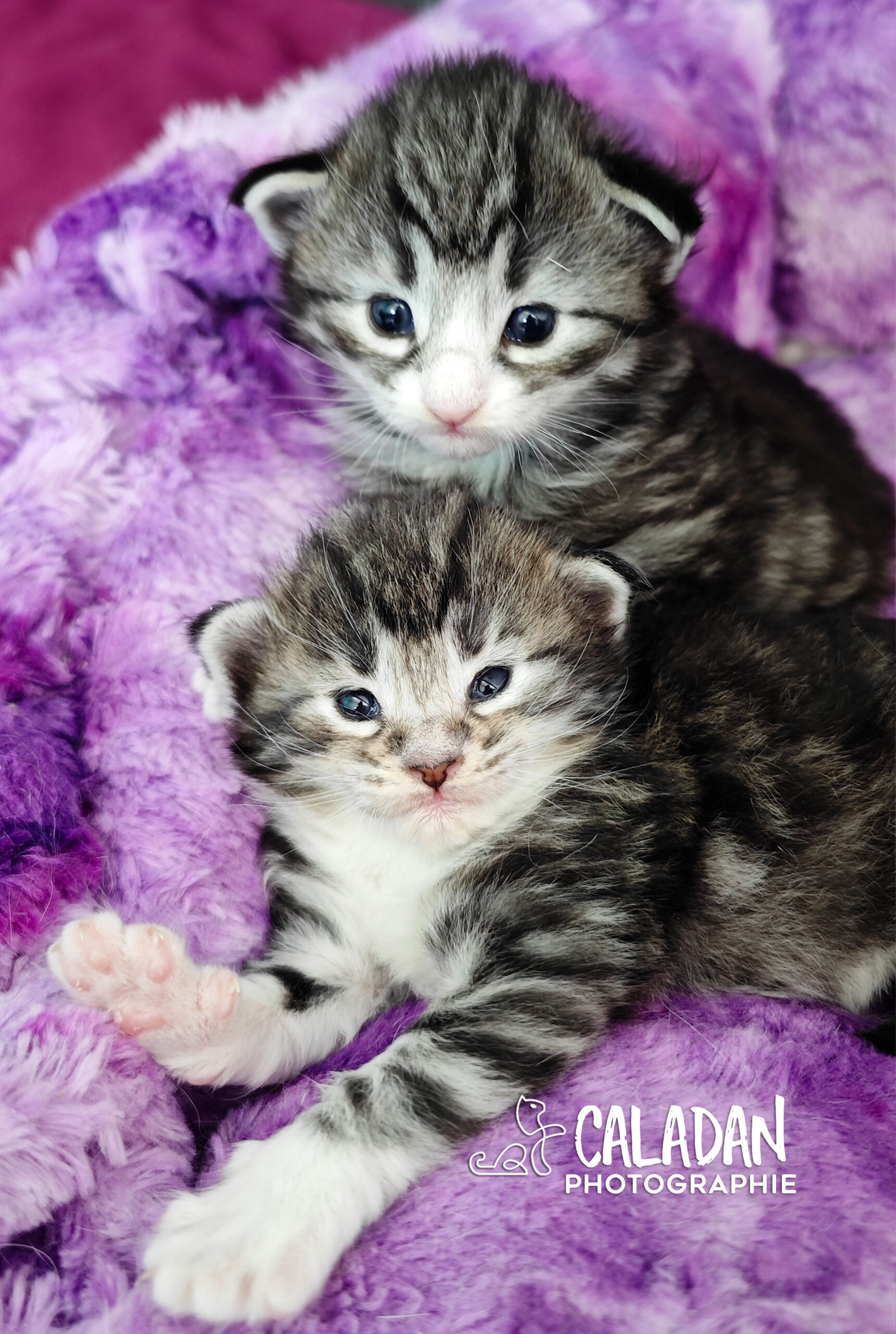 chatons norvégien caladan alban eilir