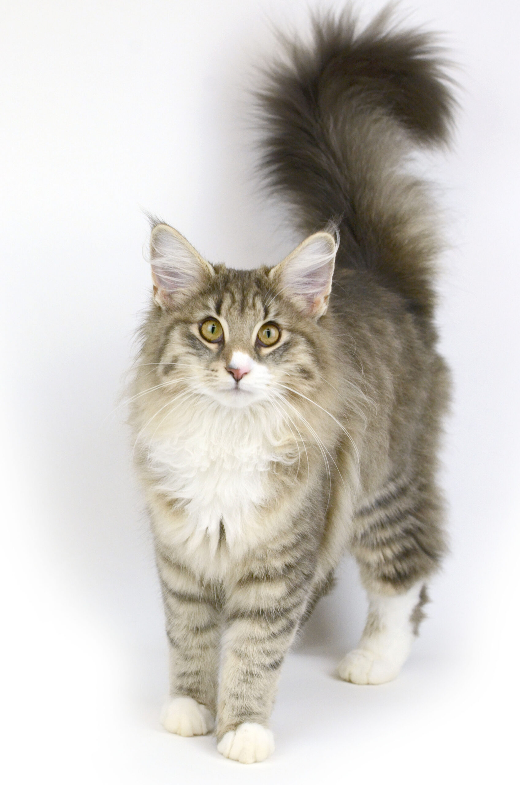 Ils ont participé chat norvégien si précieux pour la chatterie caladan