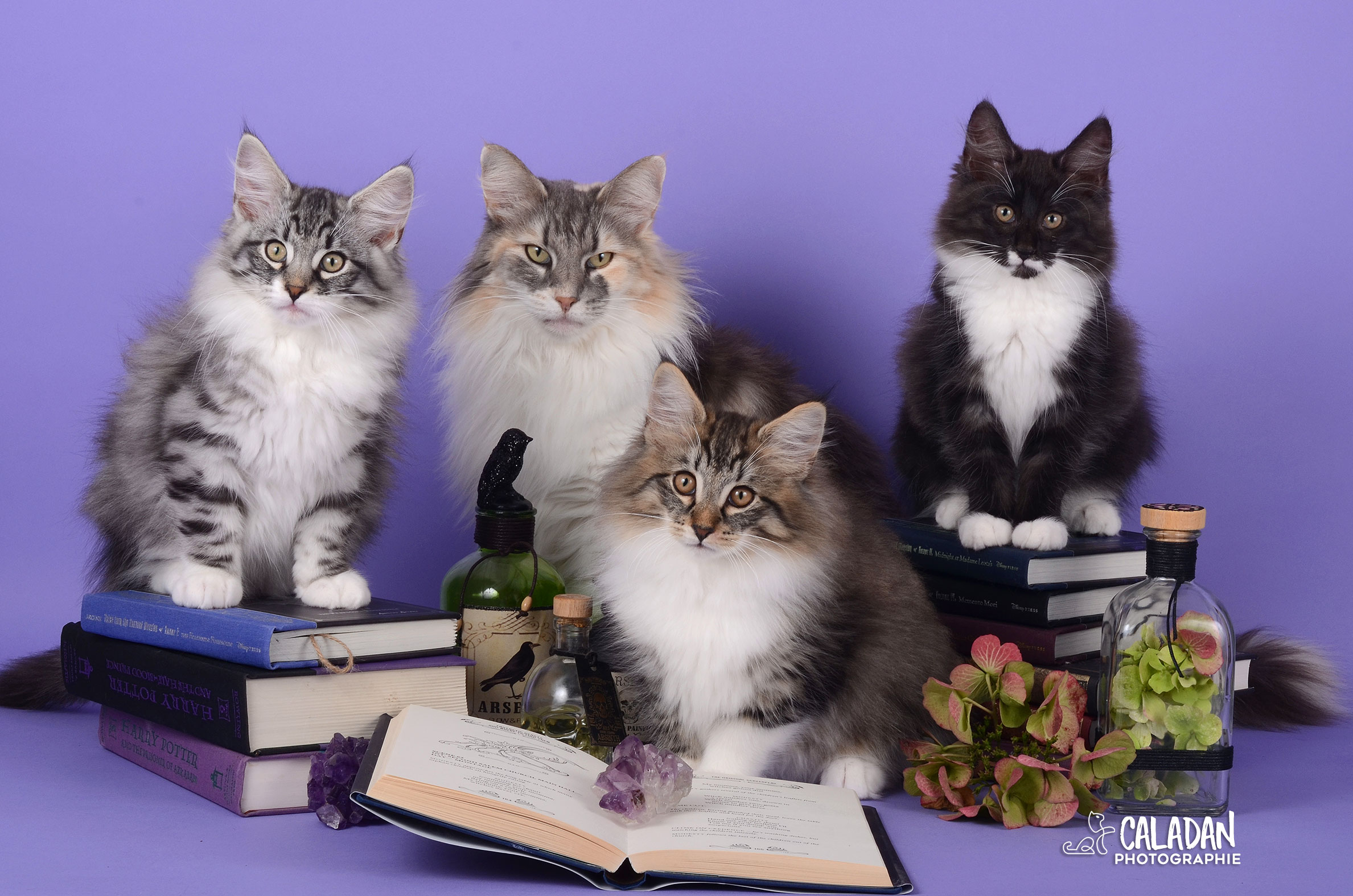 Le chat Norvégien Portée de chats des forets norvégiennes caladan