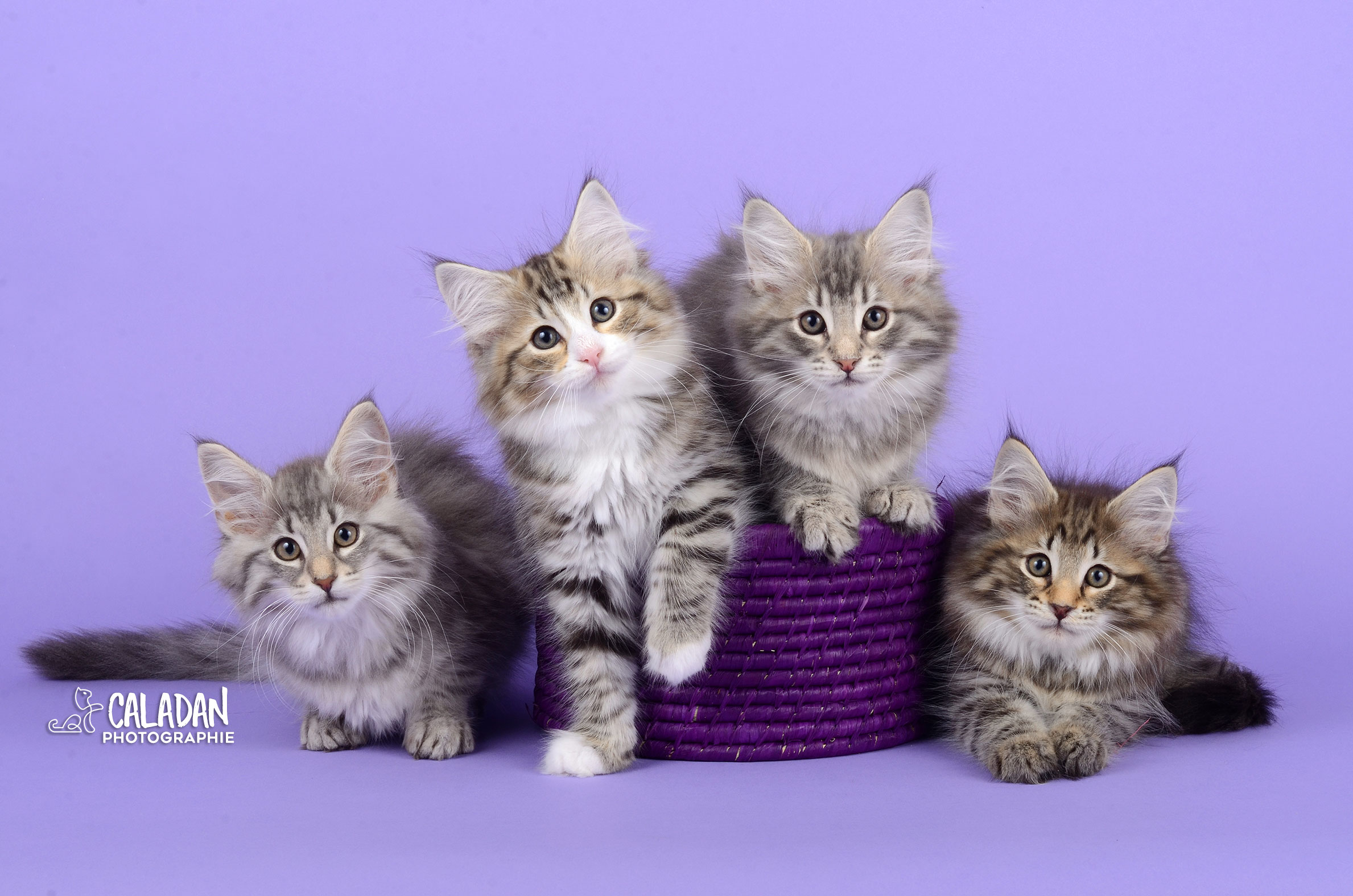 Le chat Norvégien Portée de chats des forets norvégiennes caladan