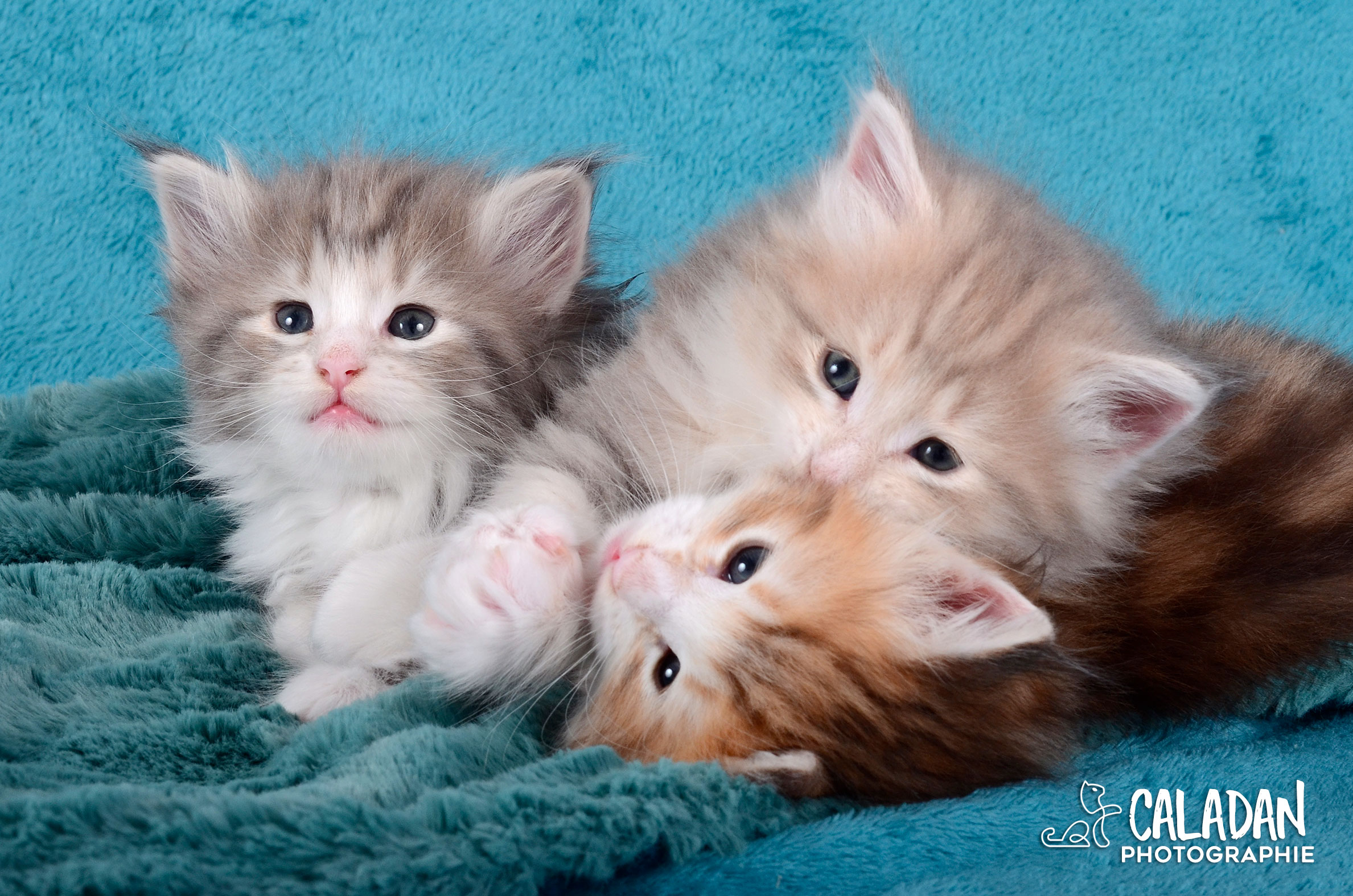 Le chat Norvégien Portée de chats des forets norvégiennes caladan