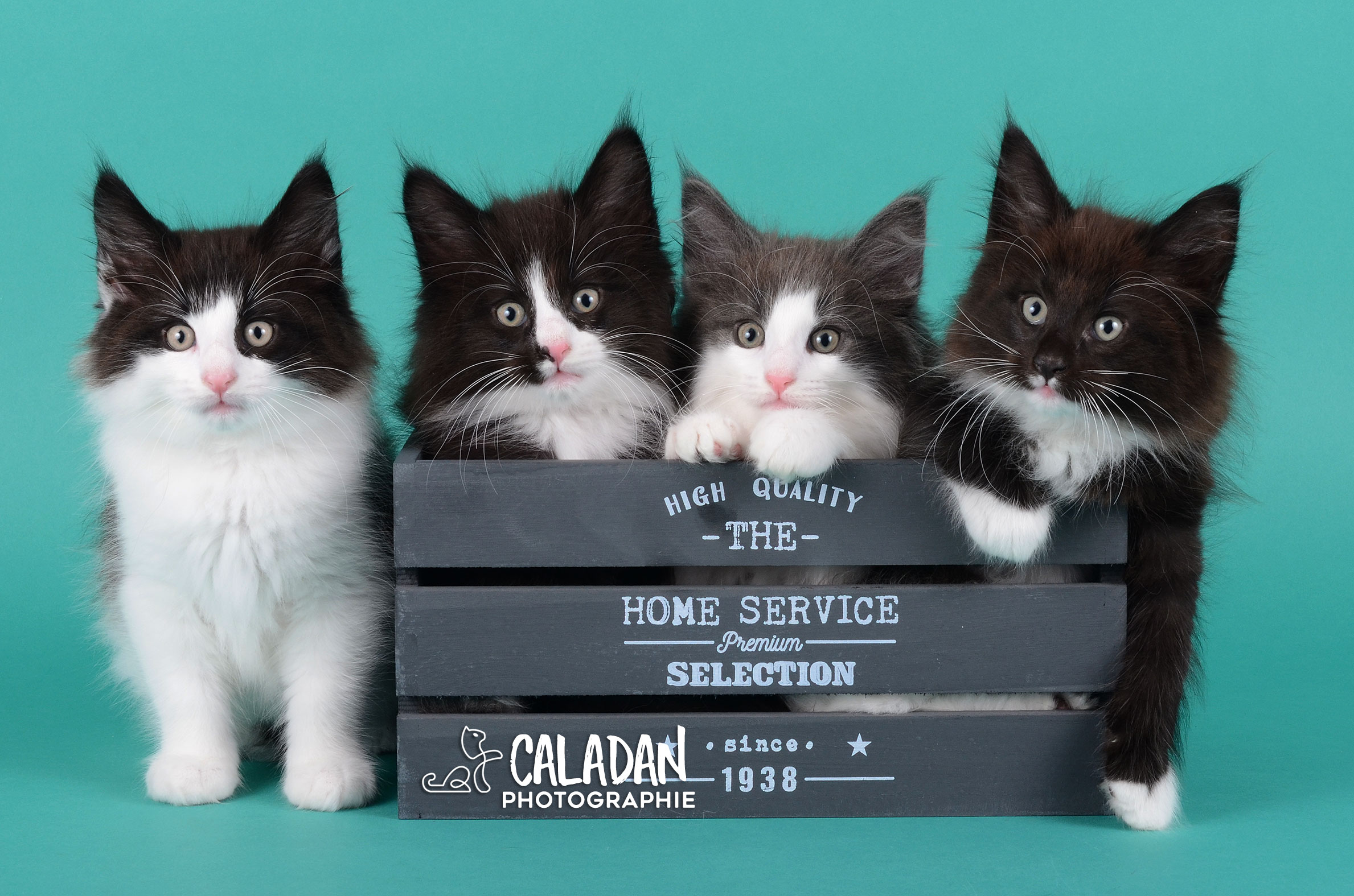 Le chat Norvégien Portée de chats des forets norvégiennes caladan