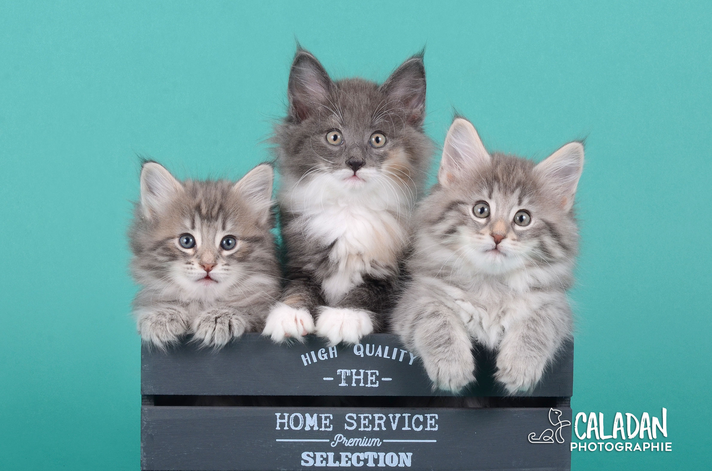 Le chat Norvégien Portée de chats des forets norvégiennes caladan