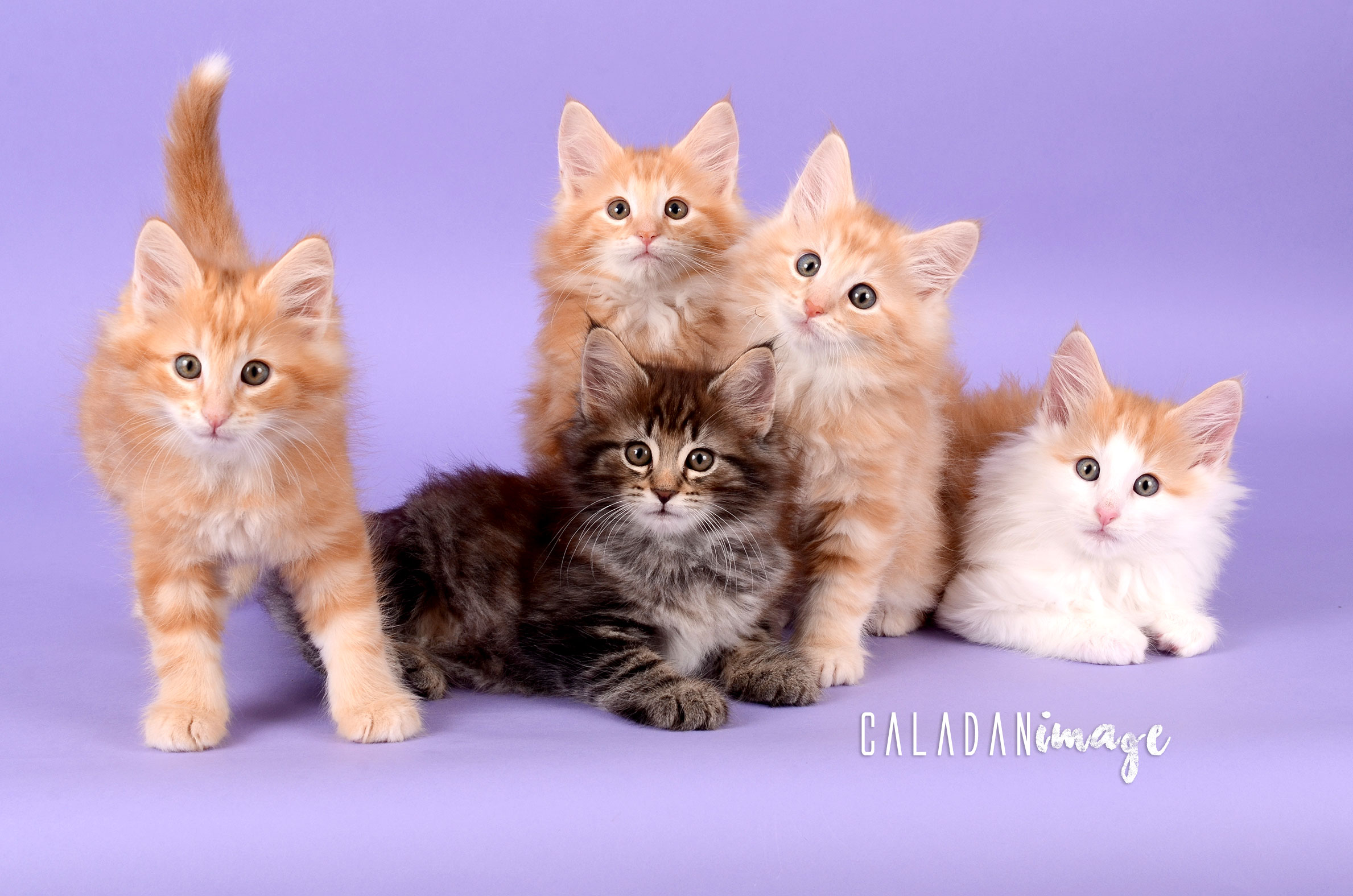 Le chat Norvégien Portée de chats des forets norvégiennes caladan