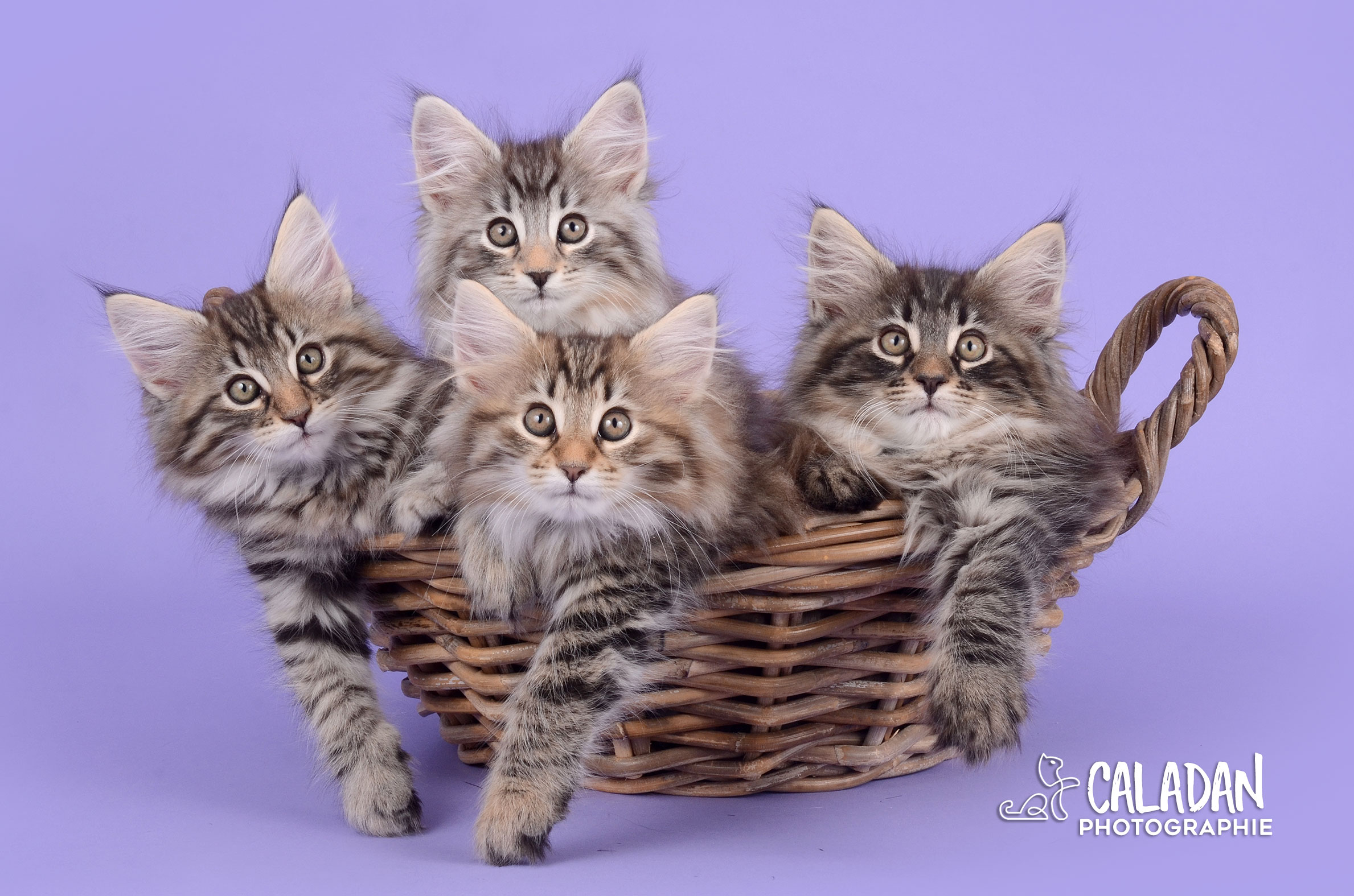 Le chat Norvégien Portée de chats des forets norvégiennes caladan