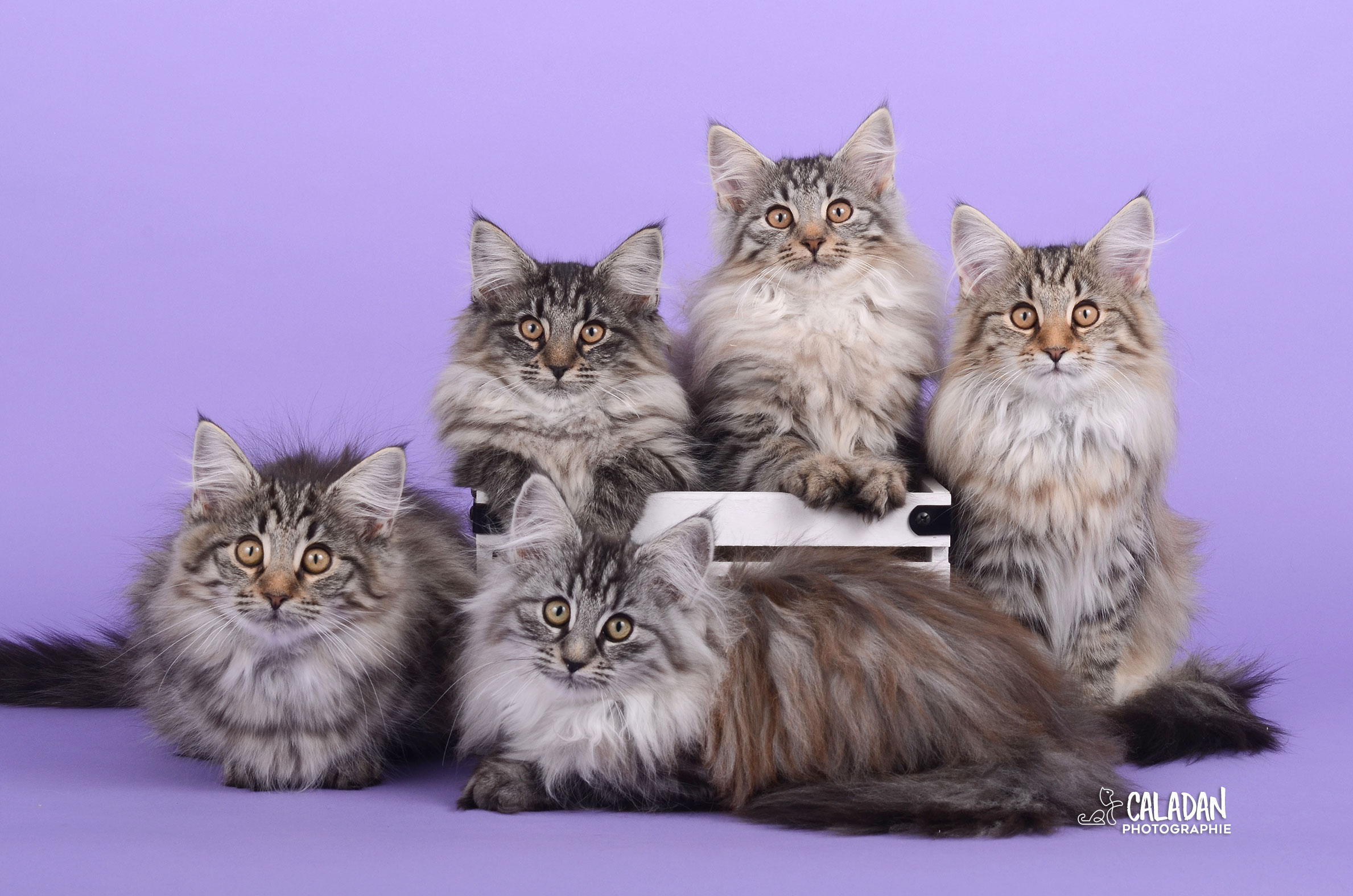 Le chat Norvégien Portée de chats des forets norvégiennes caladan