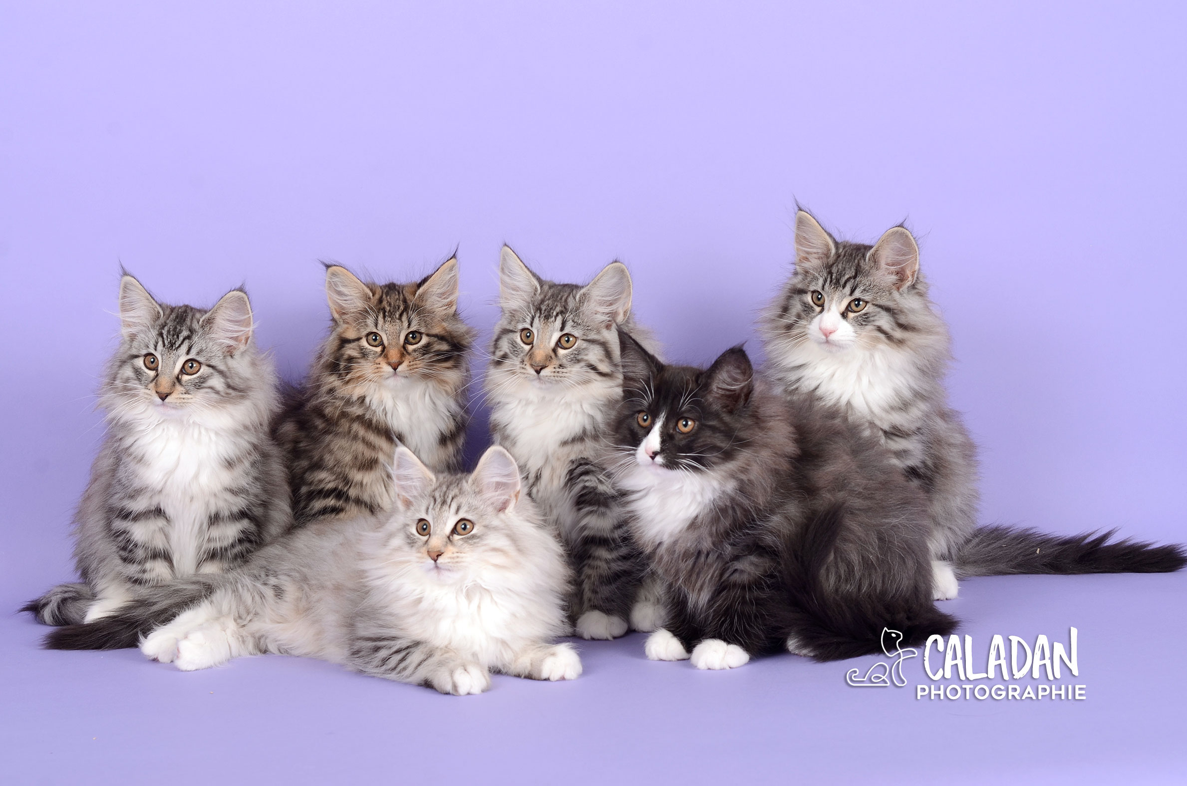 Le chat Norvégien Portée de chats des forets norvégiennes caladan