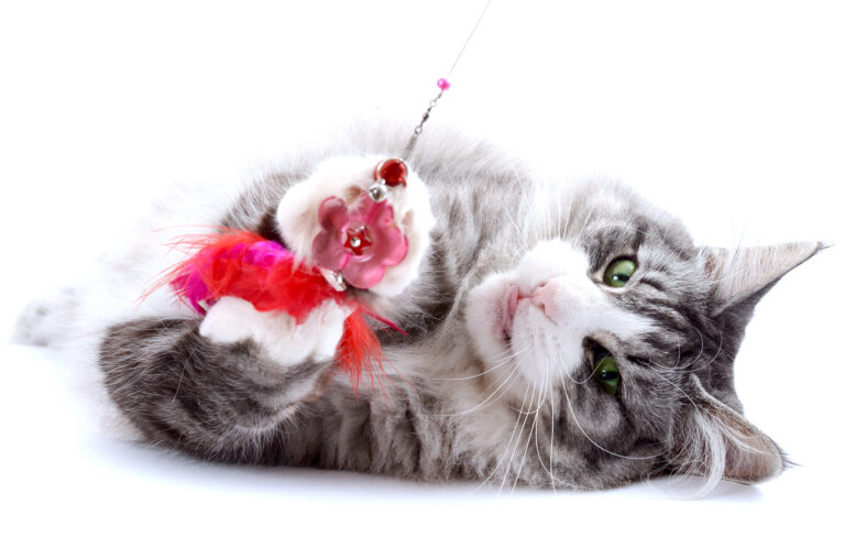 astoria caladan missclemy