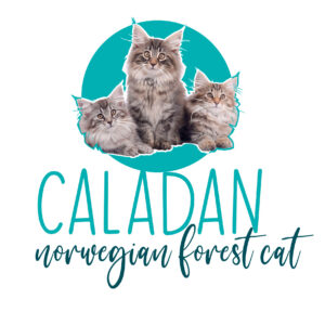 présentation chat norvégien caladan
