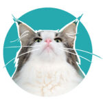 chat des forets norvegienne caladan