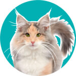 paillette caladan norvégien