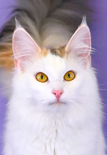 athenais chat norvegien tortie van caladan