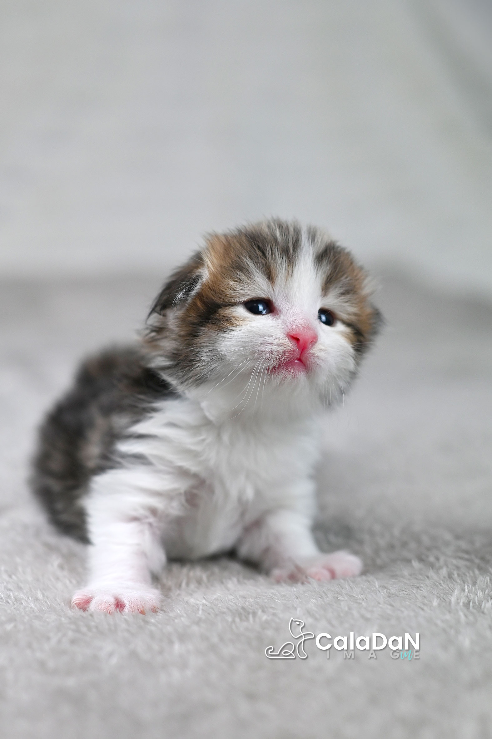 chaton norvégien