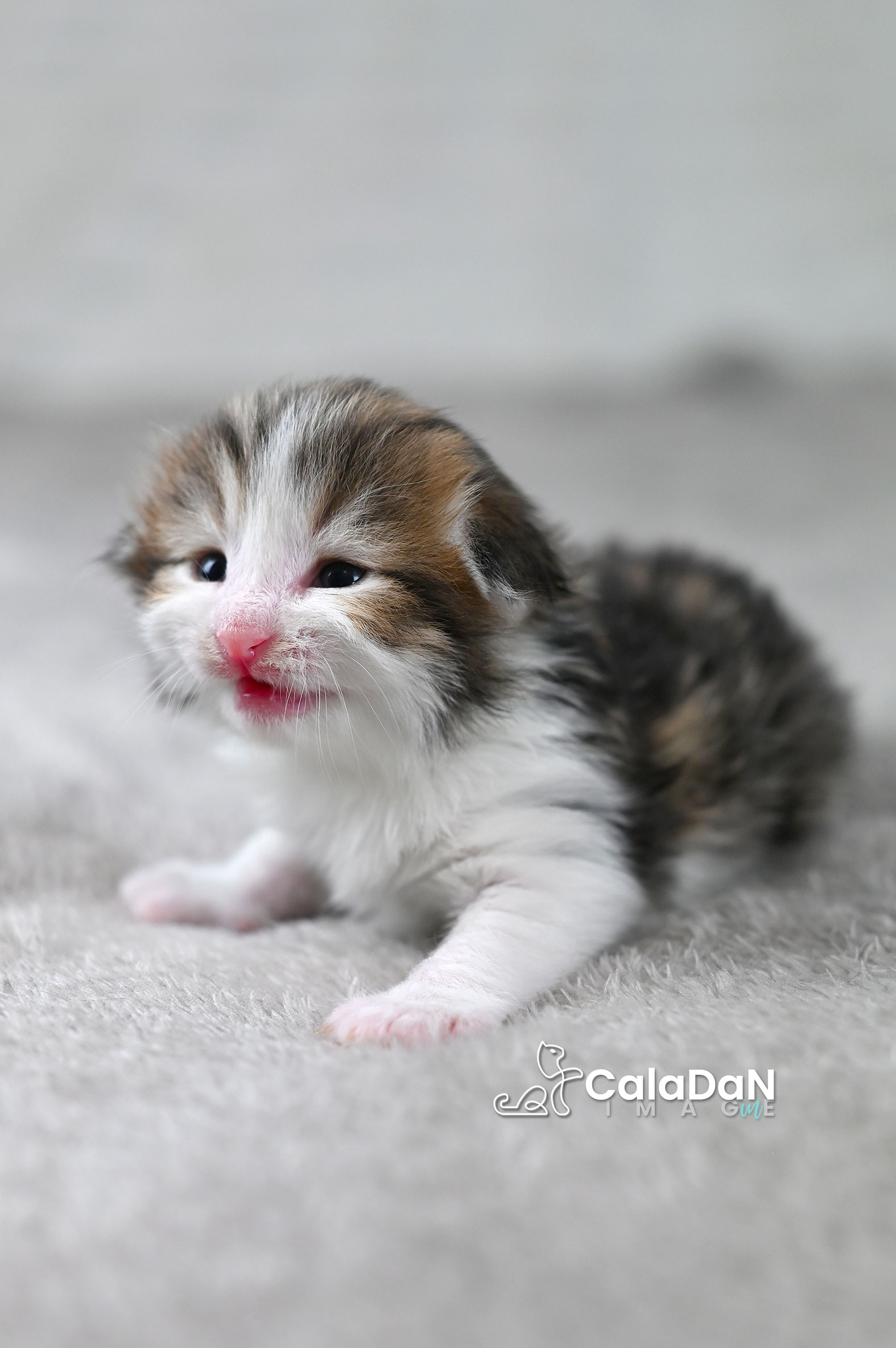 chaton norvégien