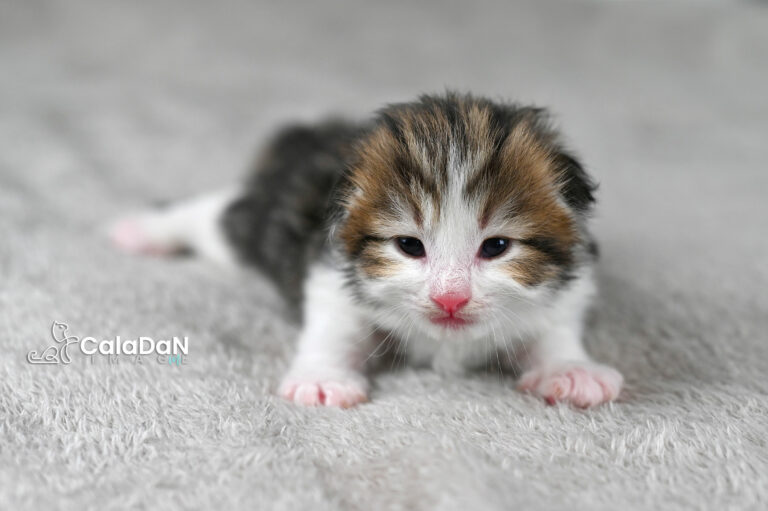 chaton norvégien