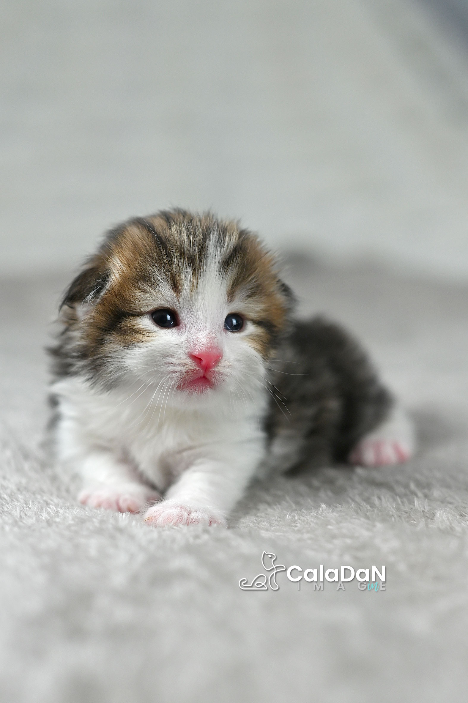 chaton norvégien