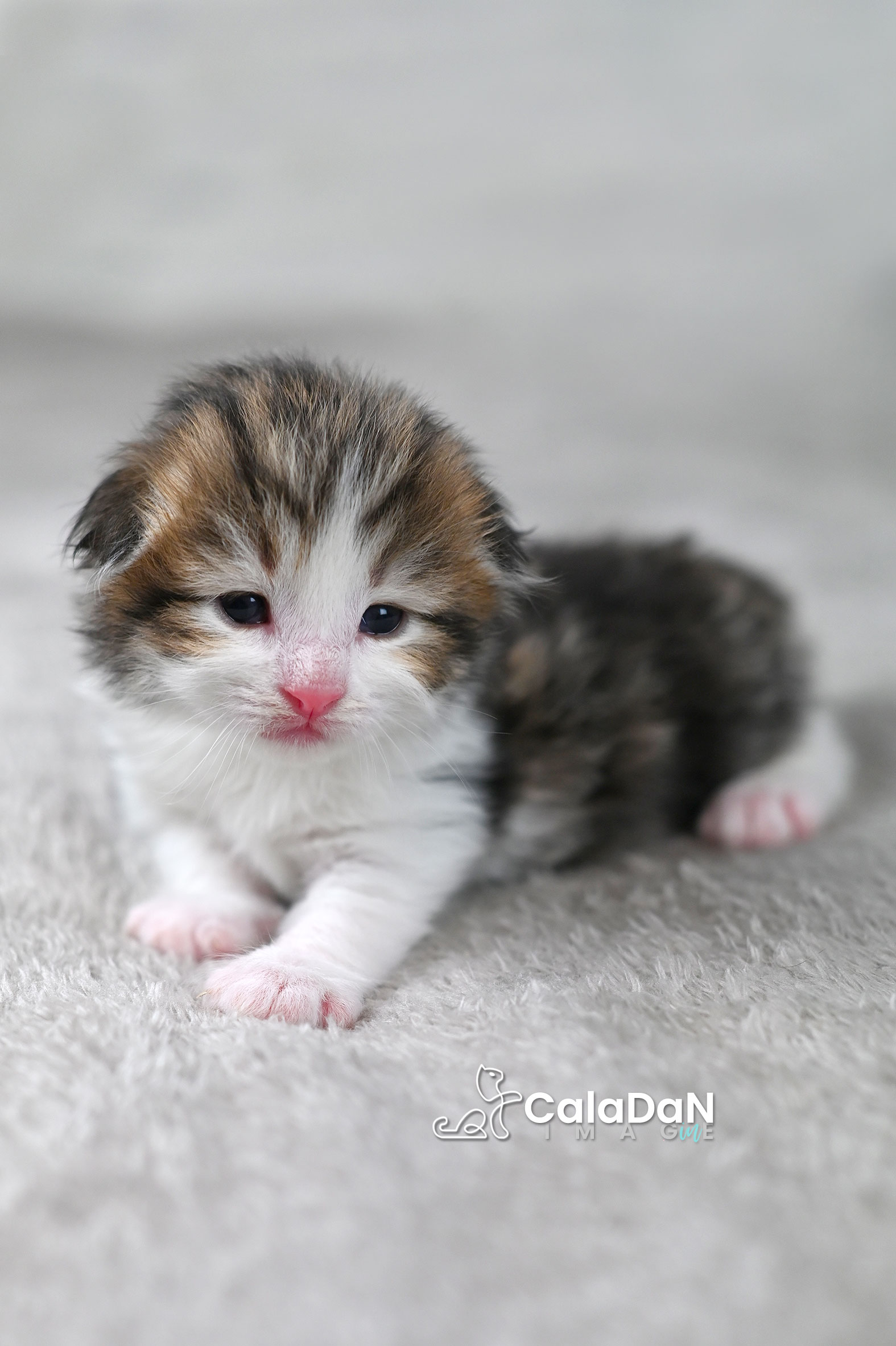 chaton norvégien