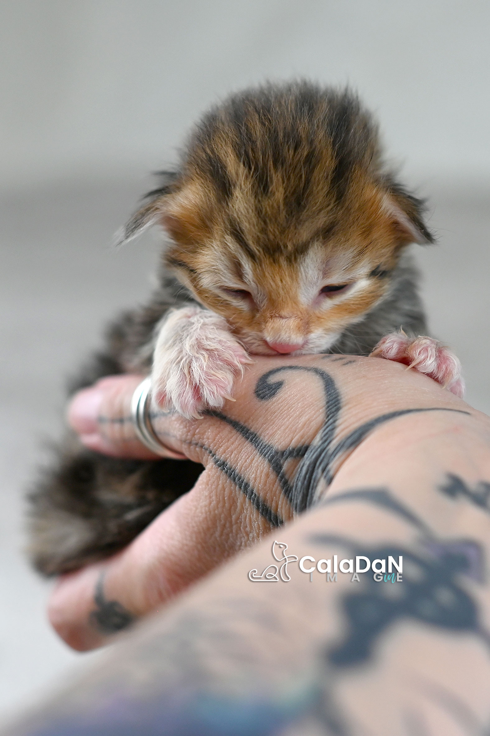chaton norvégien