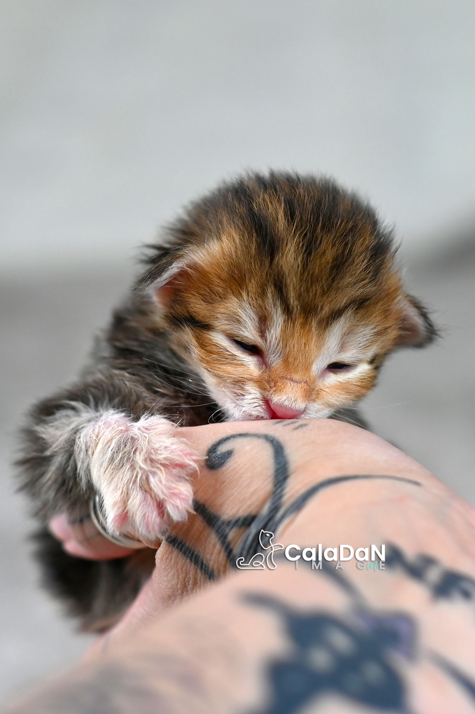 chaton norvégien