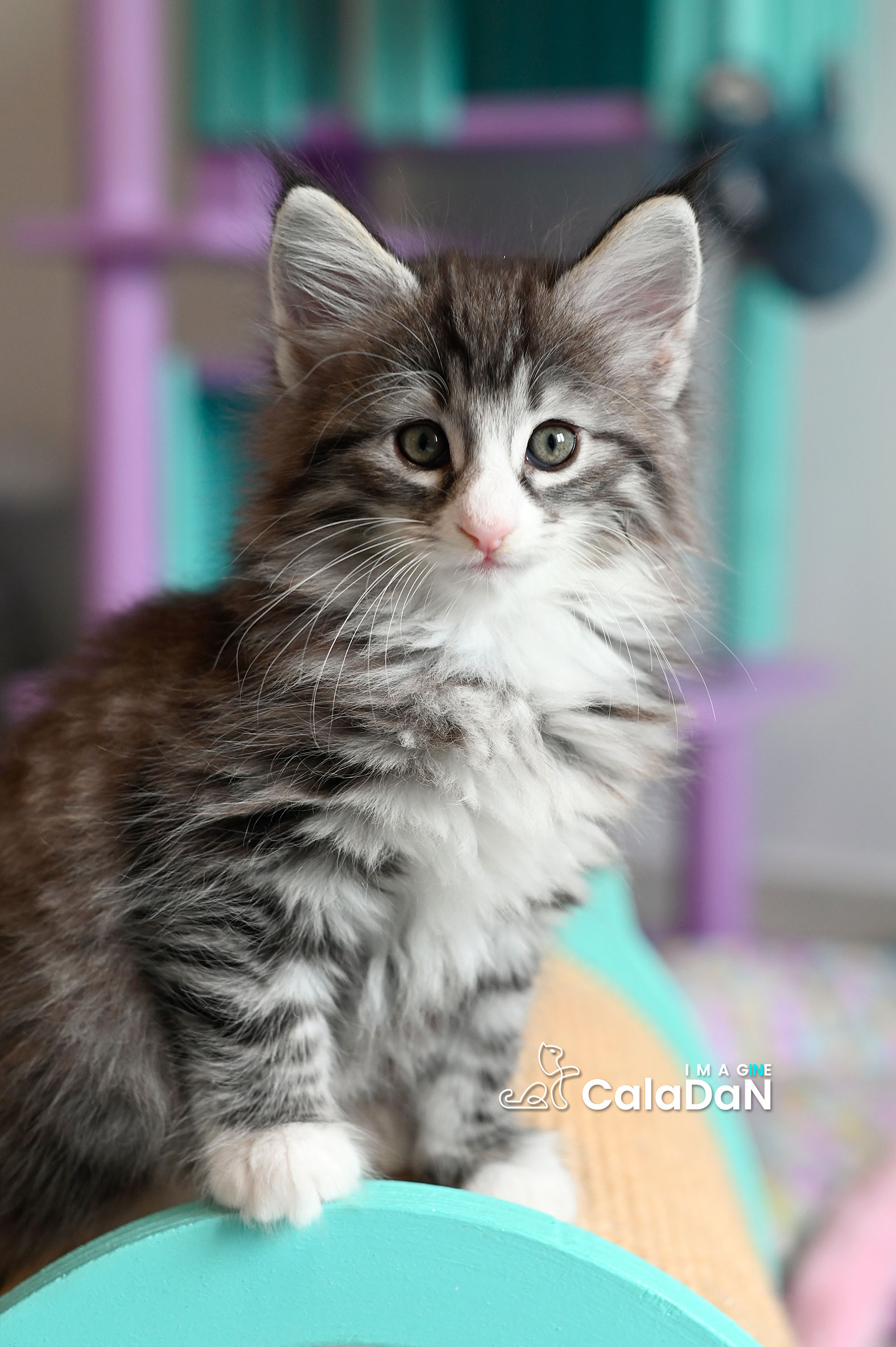 chaton norvégien caladan