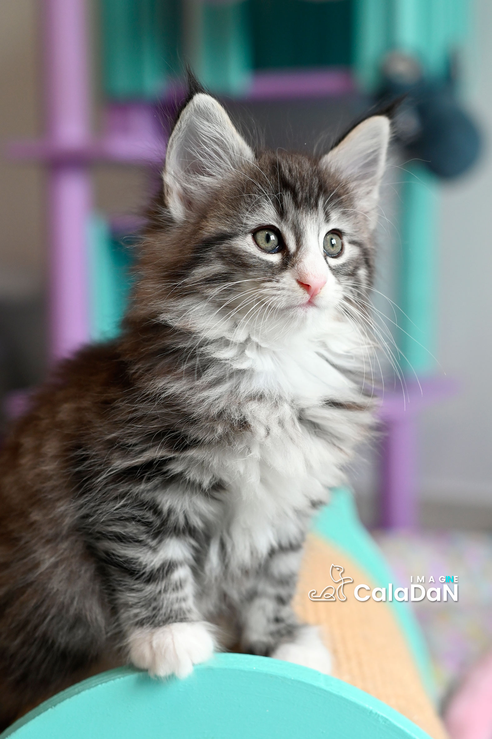 chaton norvégien caladan