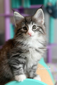 chaton norvégien caladan