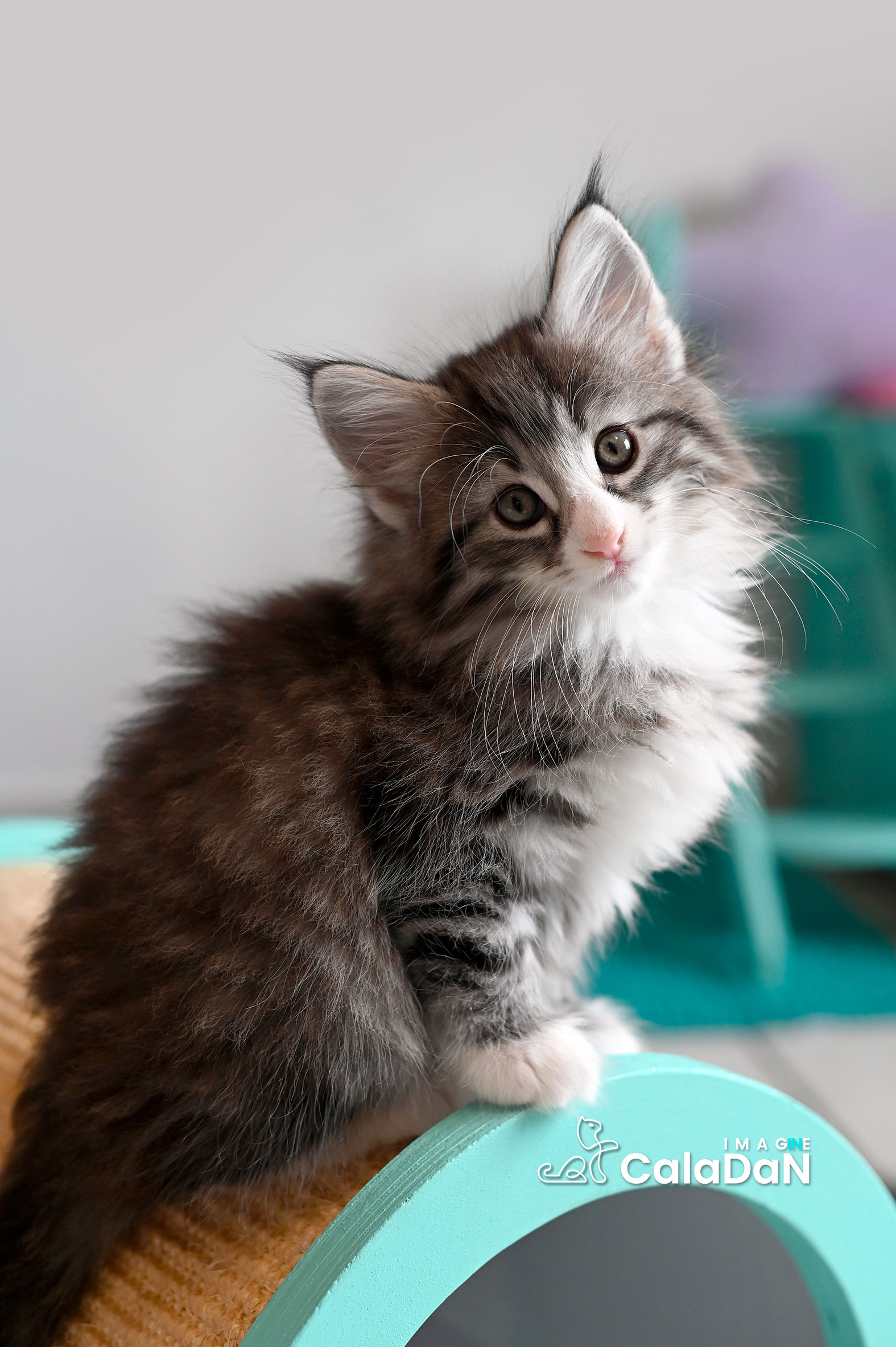 chaton norvégien caladan