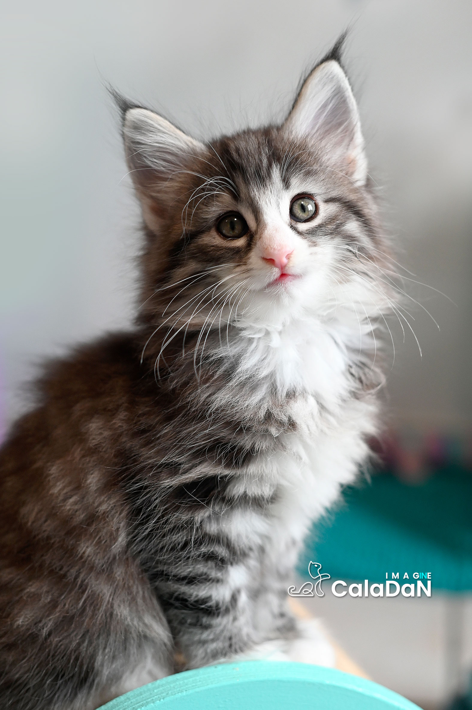 chaton norvégien caladan