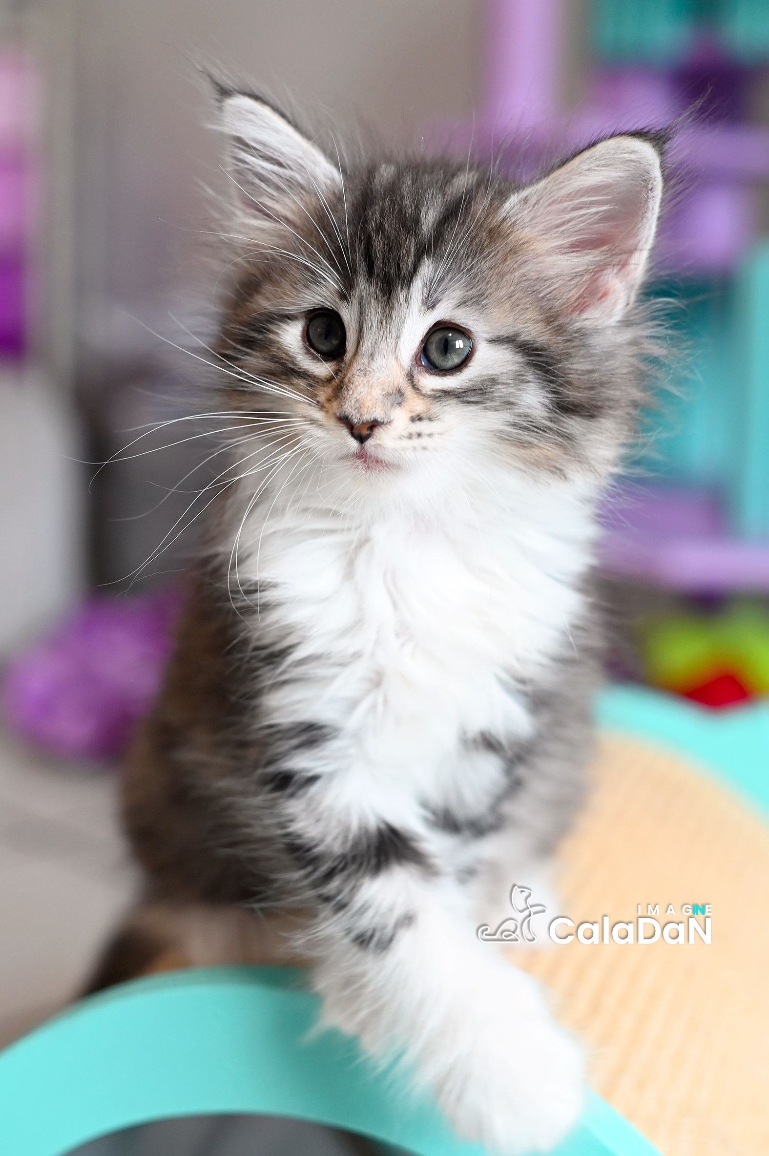 chaton norvégien caladan