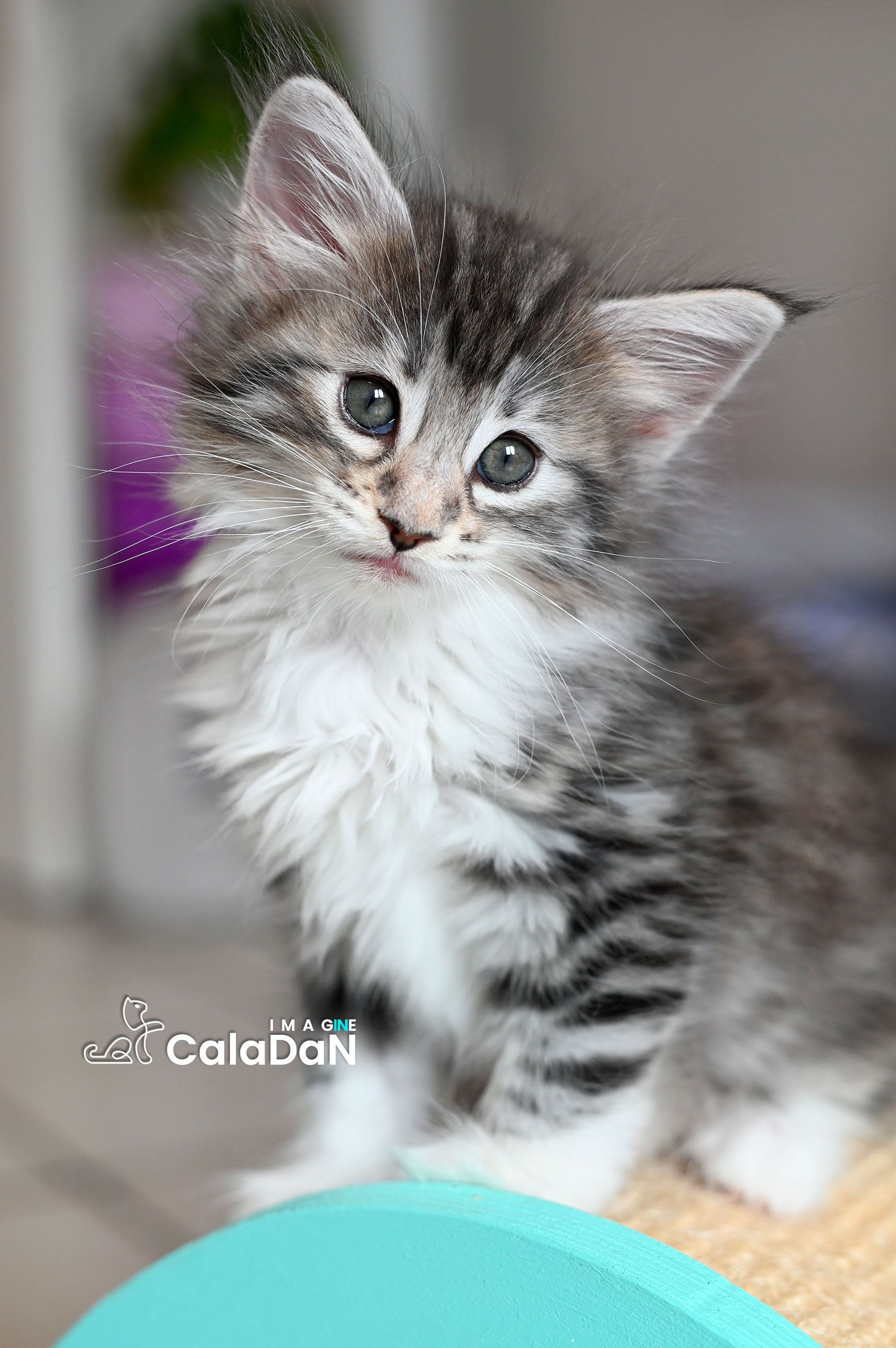 chaton norvégien caladan