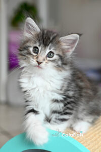 chaton norvégien caladan